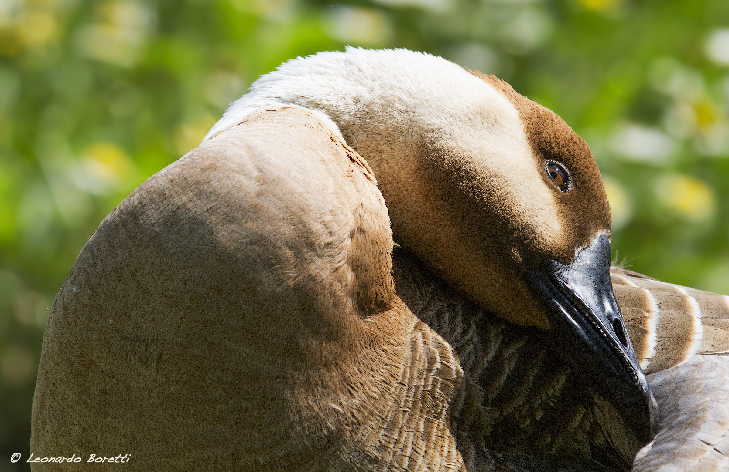 Greylag Goose