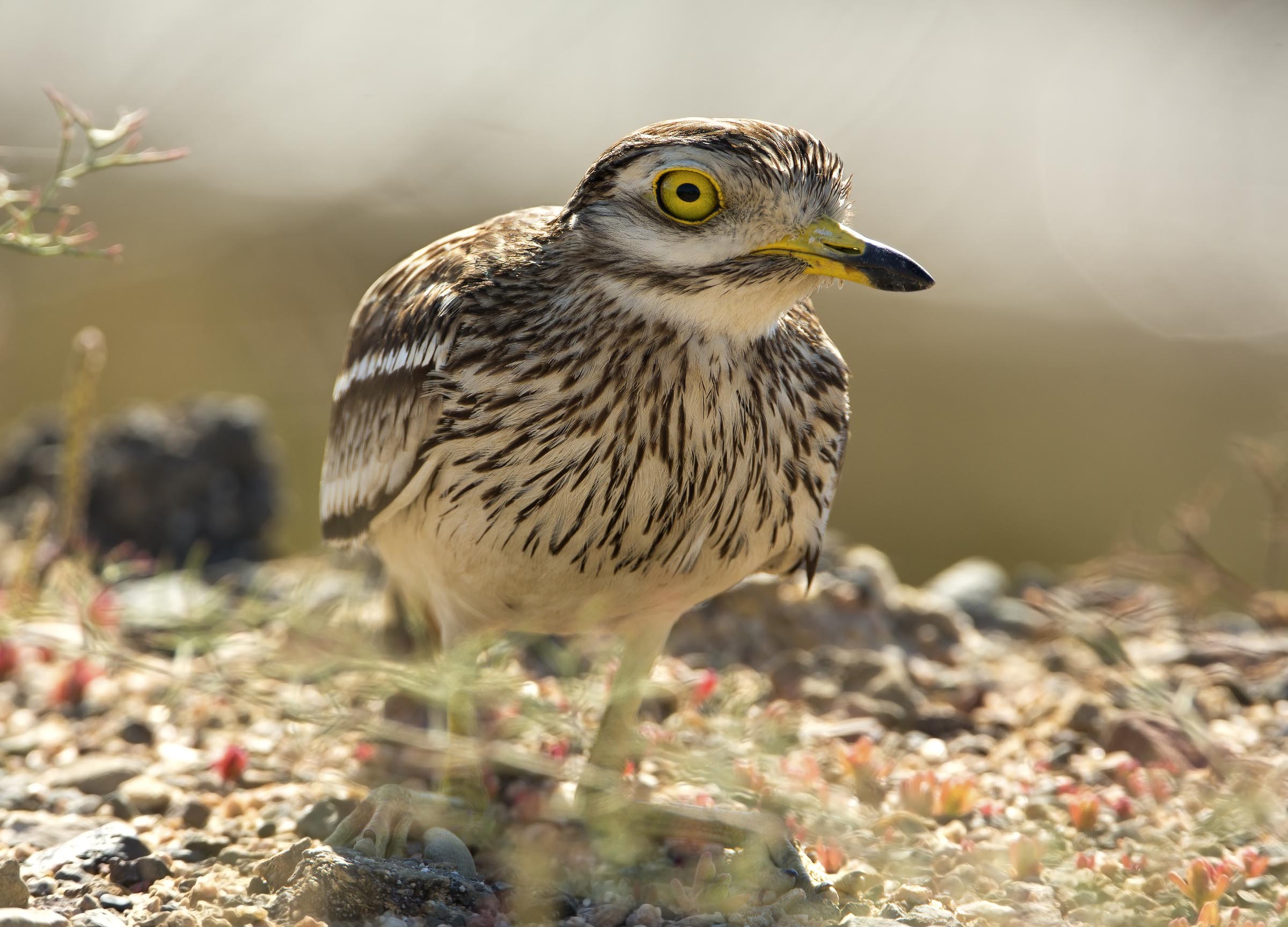 ritratto in controluce