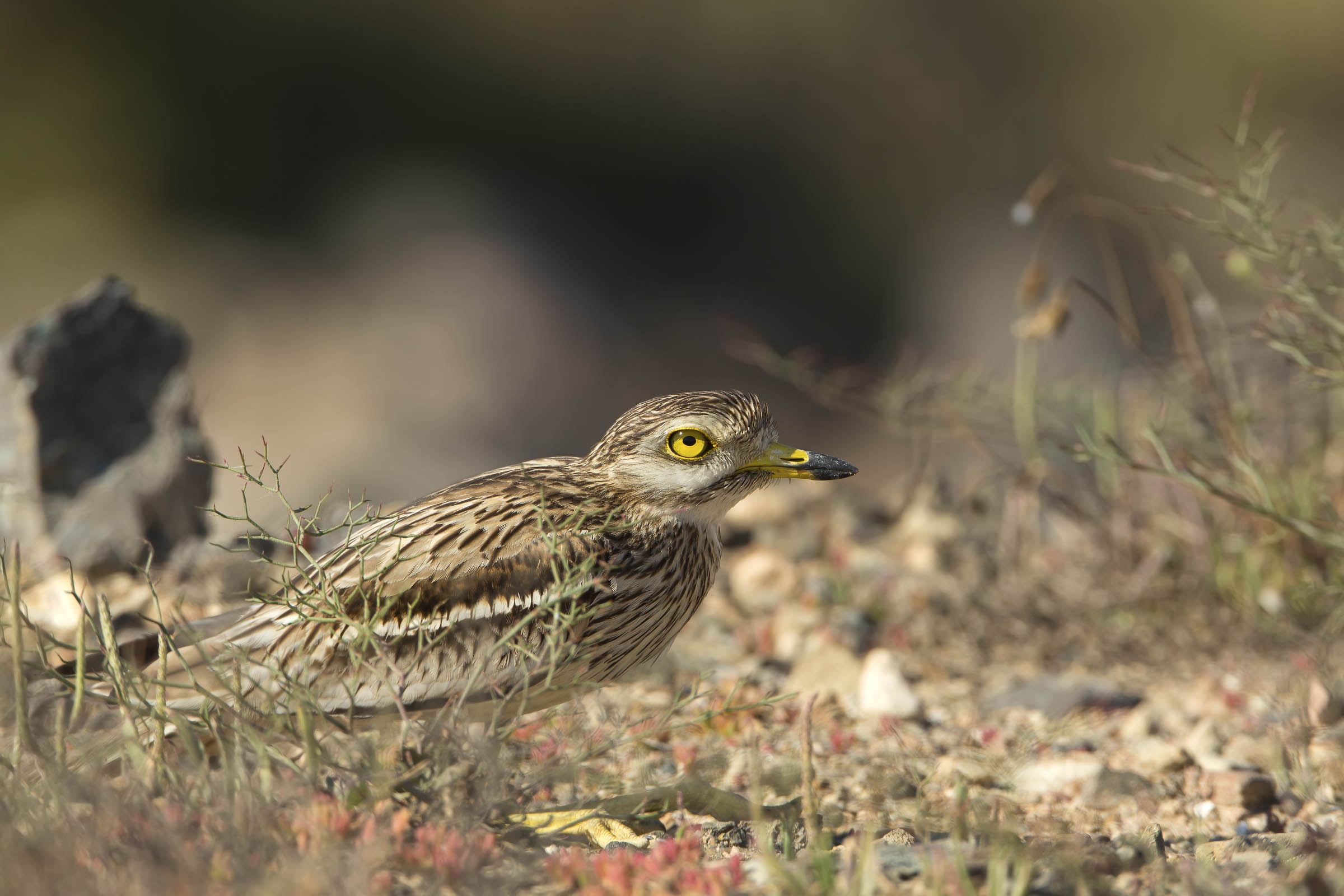 occhione terrorizzato