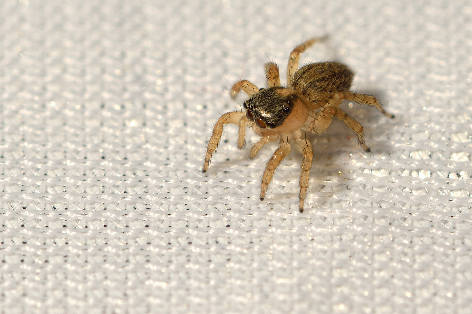 Salticidae