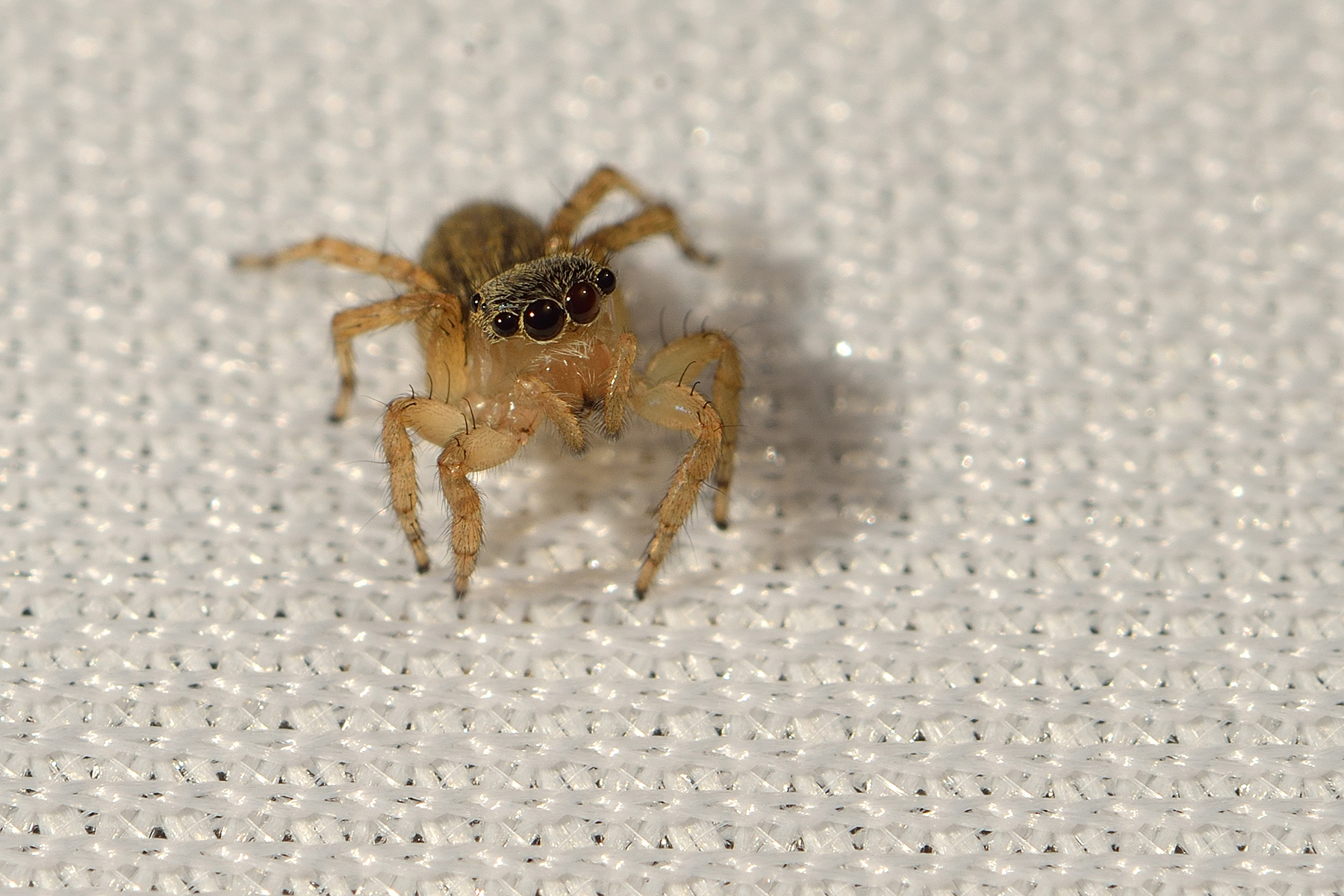 Salticidae
