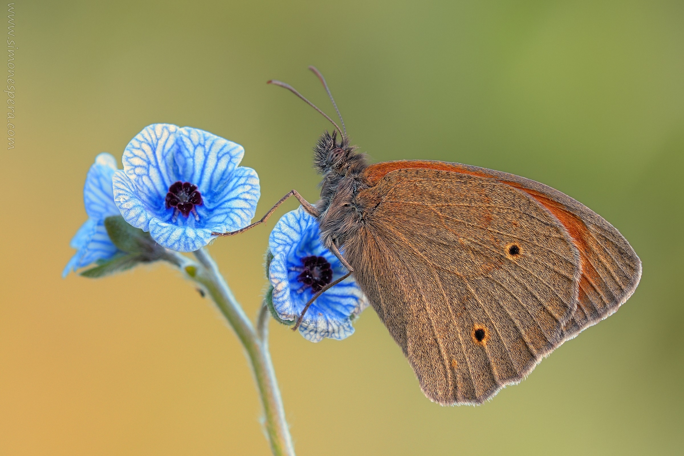 Jurtina jurtina (Linnaeus, 1758)