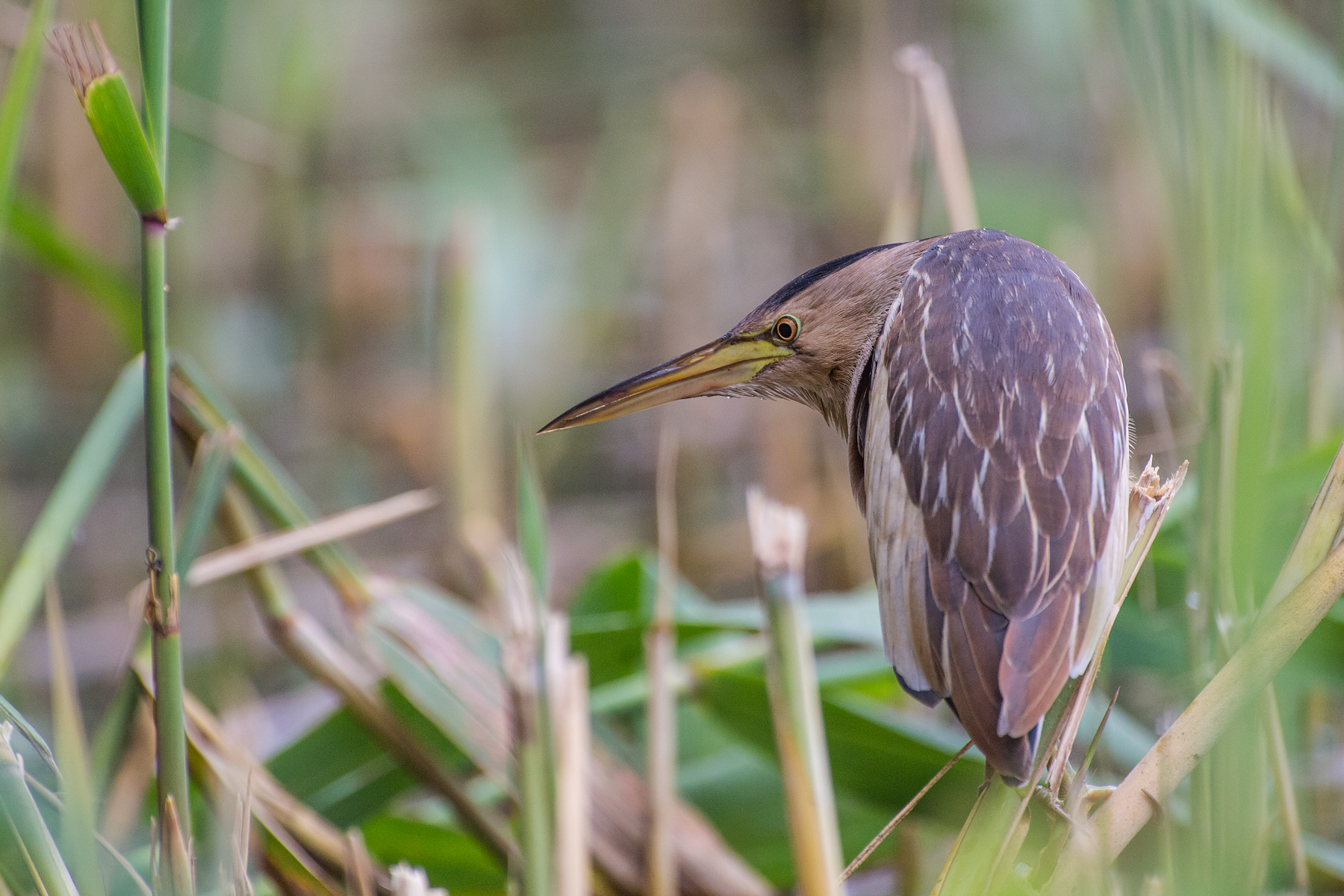 Femmina di tarabusino