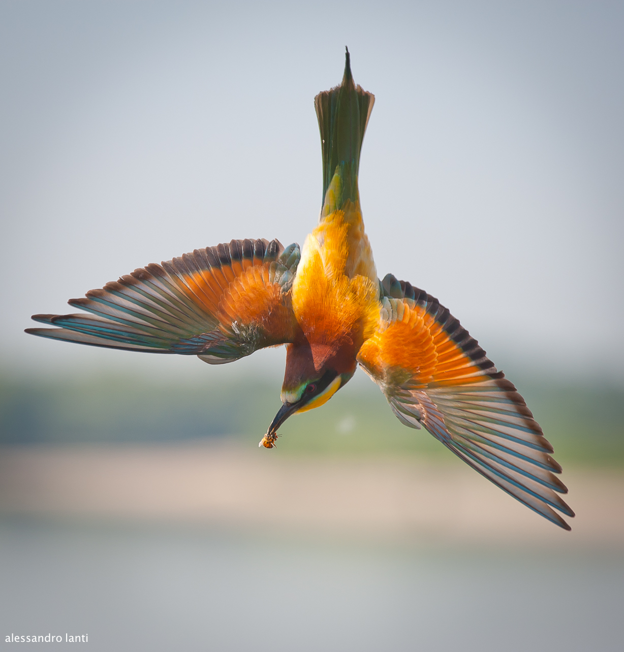 bee-eater
