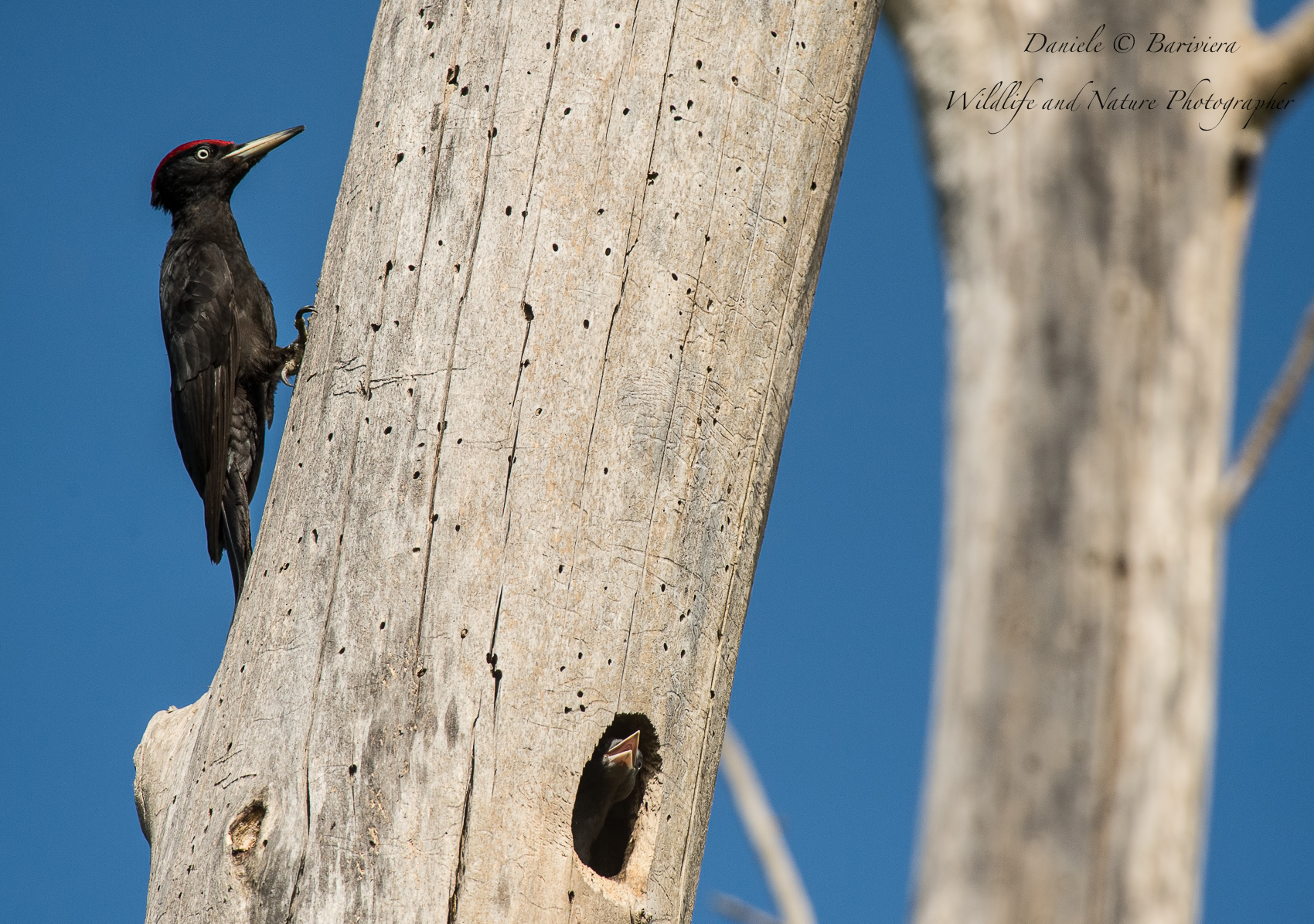 Picchio nero maschio e pullo