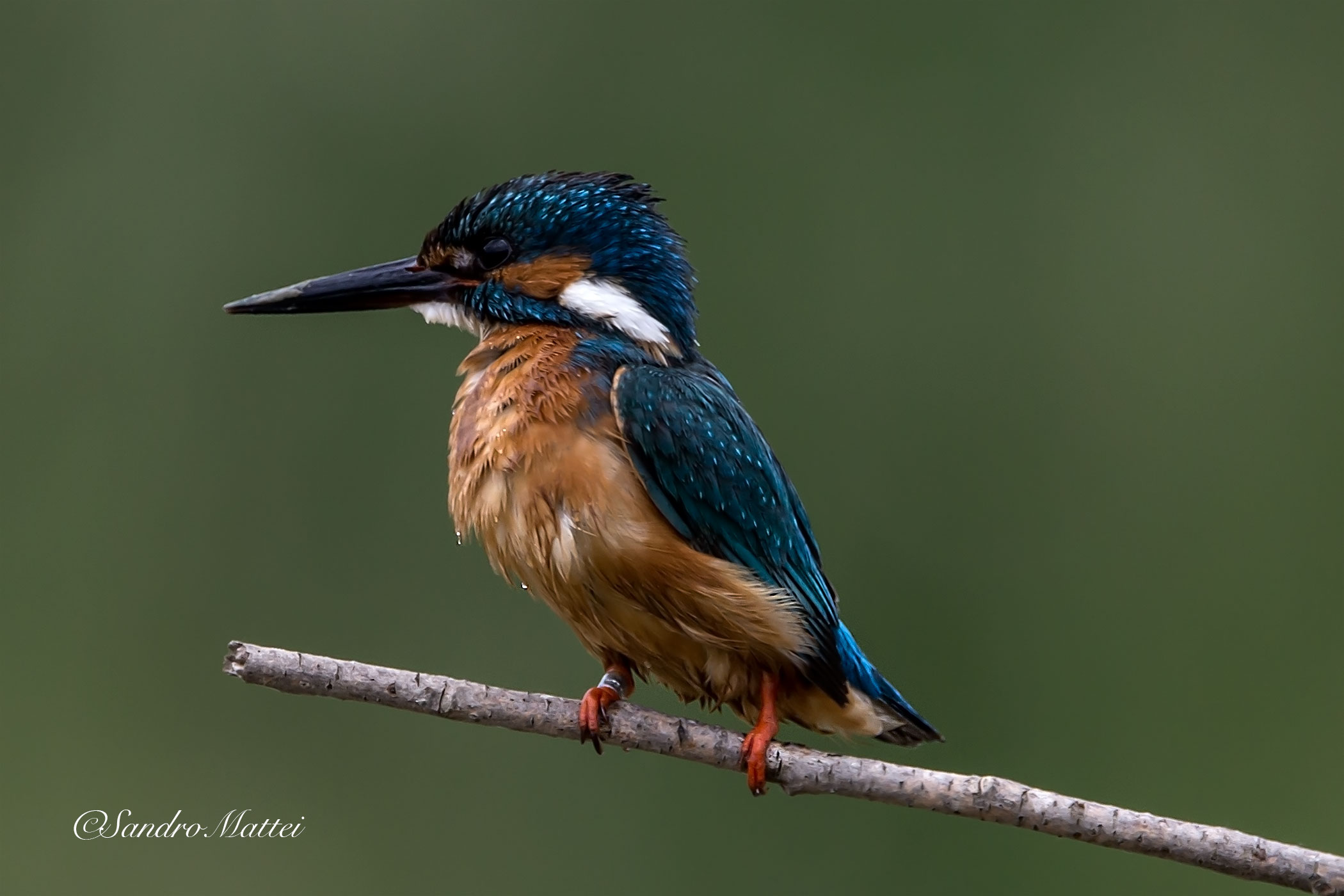 Kingfisher