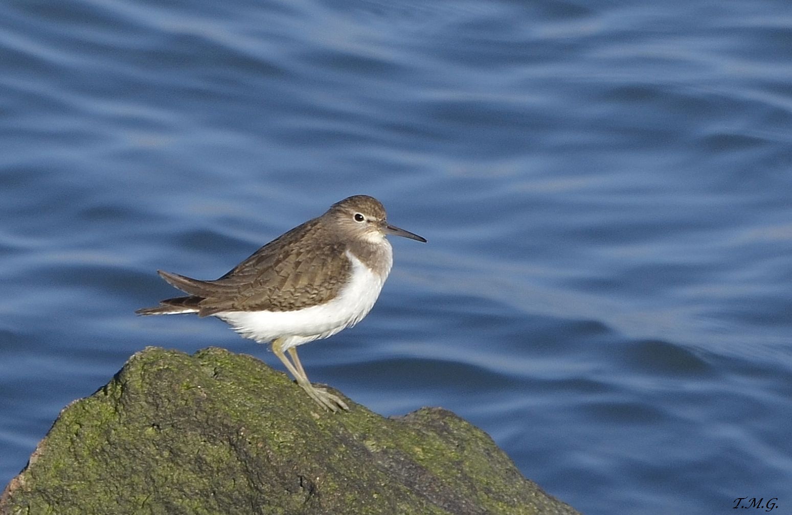 Sandpiper