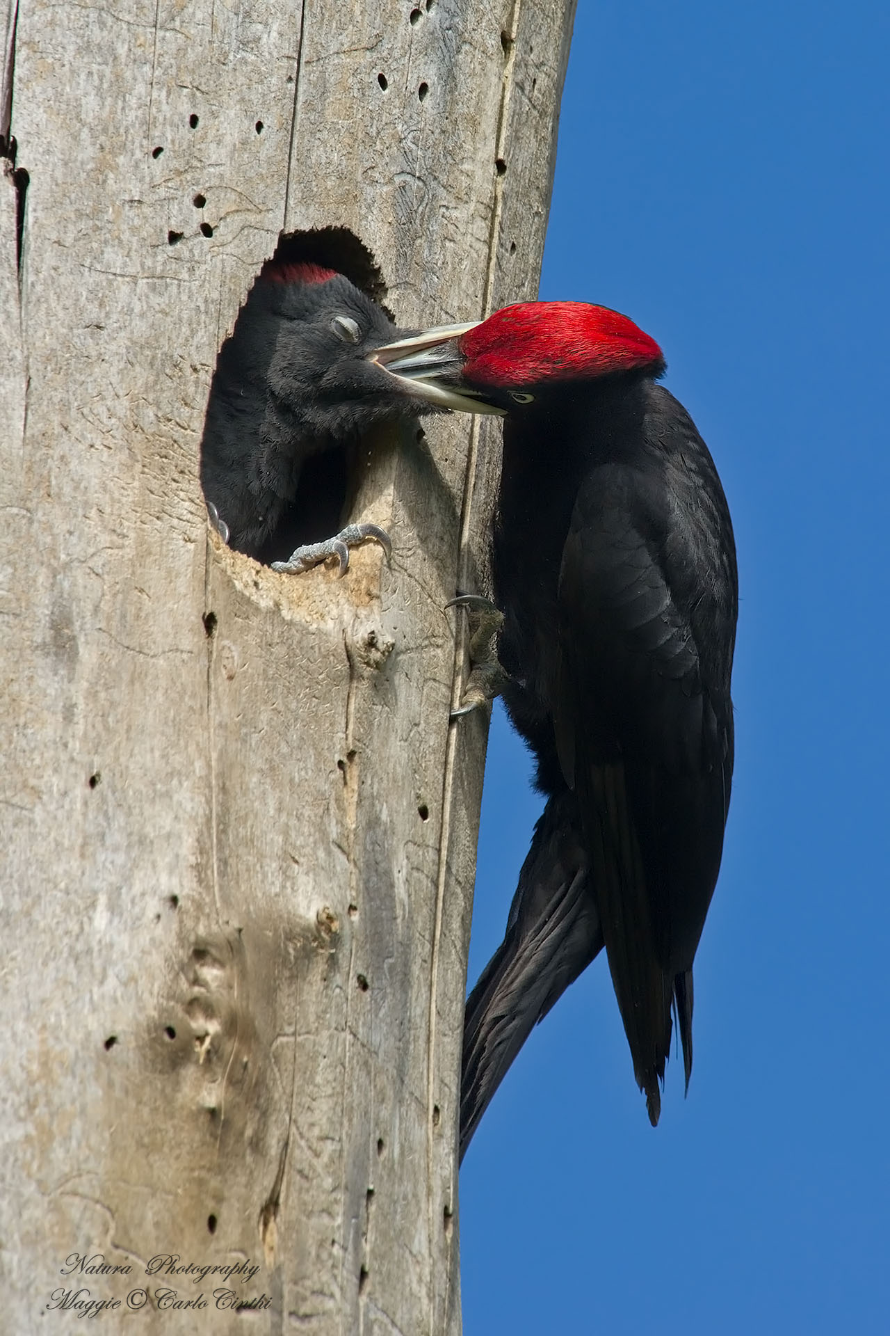 Dad Woodpecker Black Woodpecker Black male take small