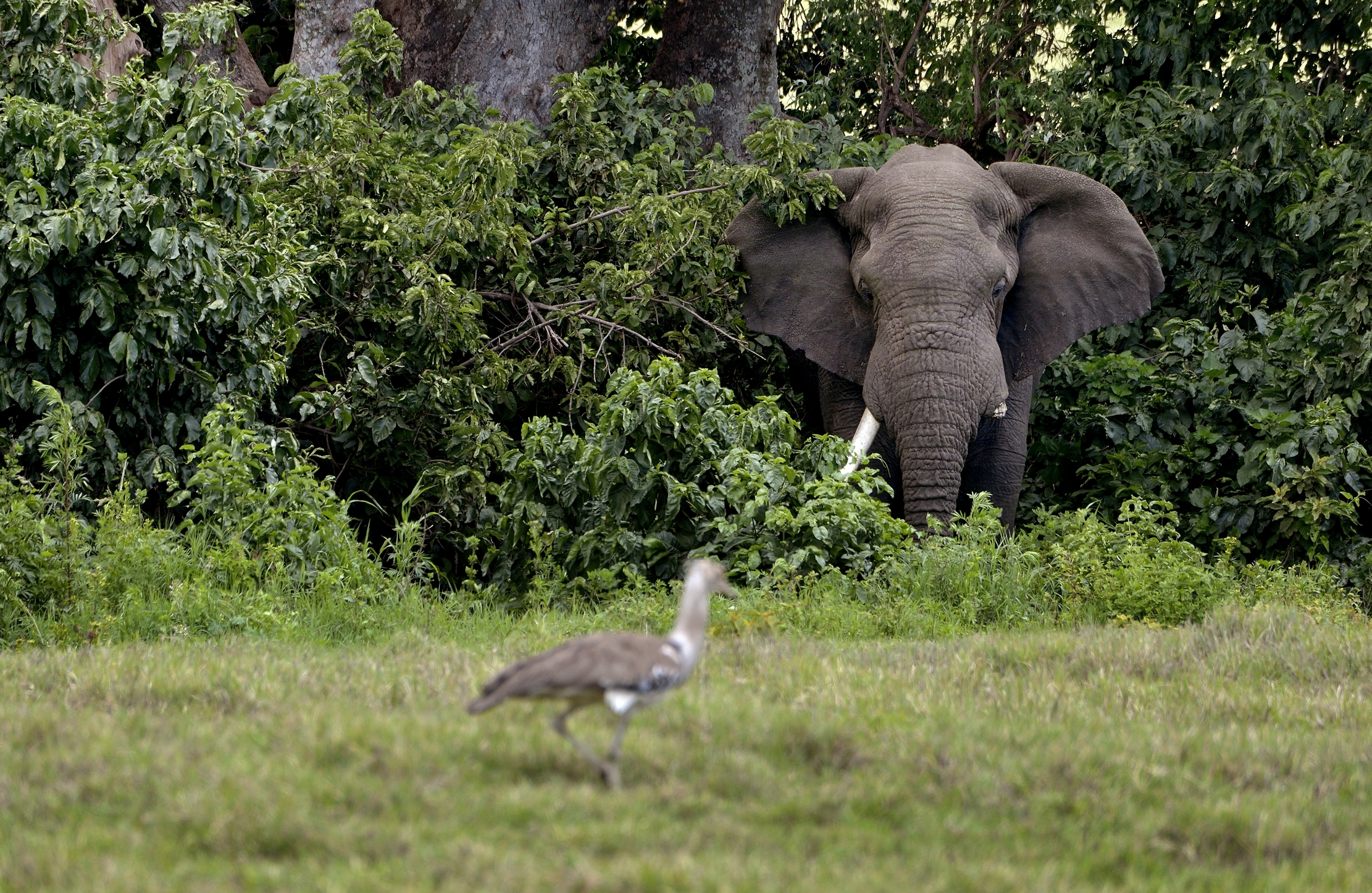 Ngorongoro Coservation Area - Elefante
