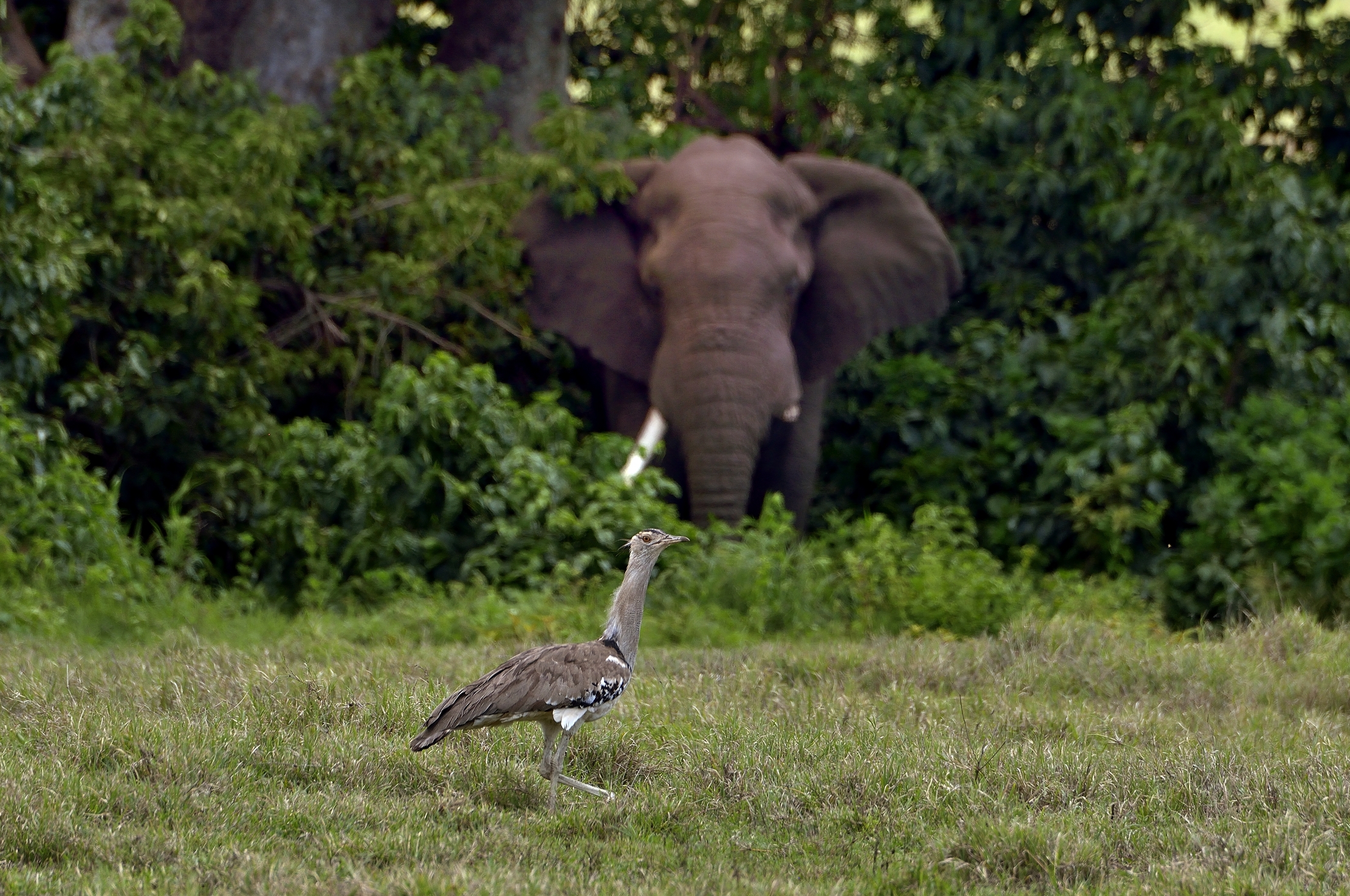 Ngorongoro Coservation Area - Otarda