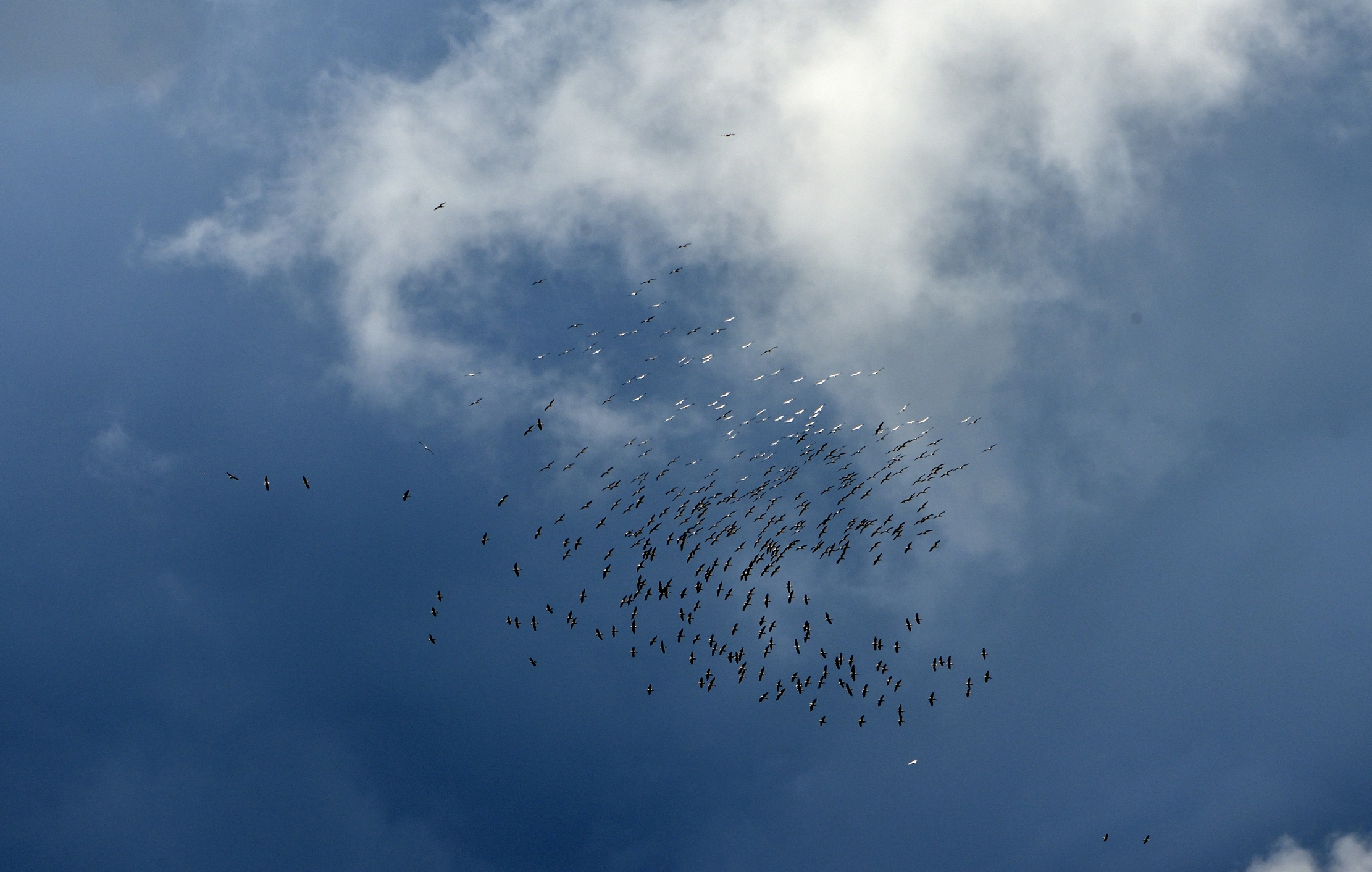 Ngorongoro Crater - Fenicotteri