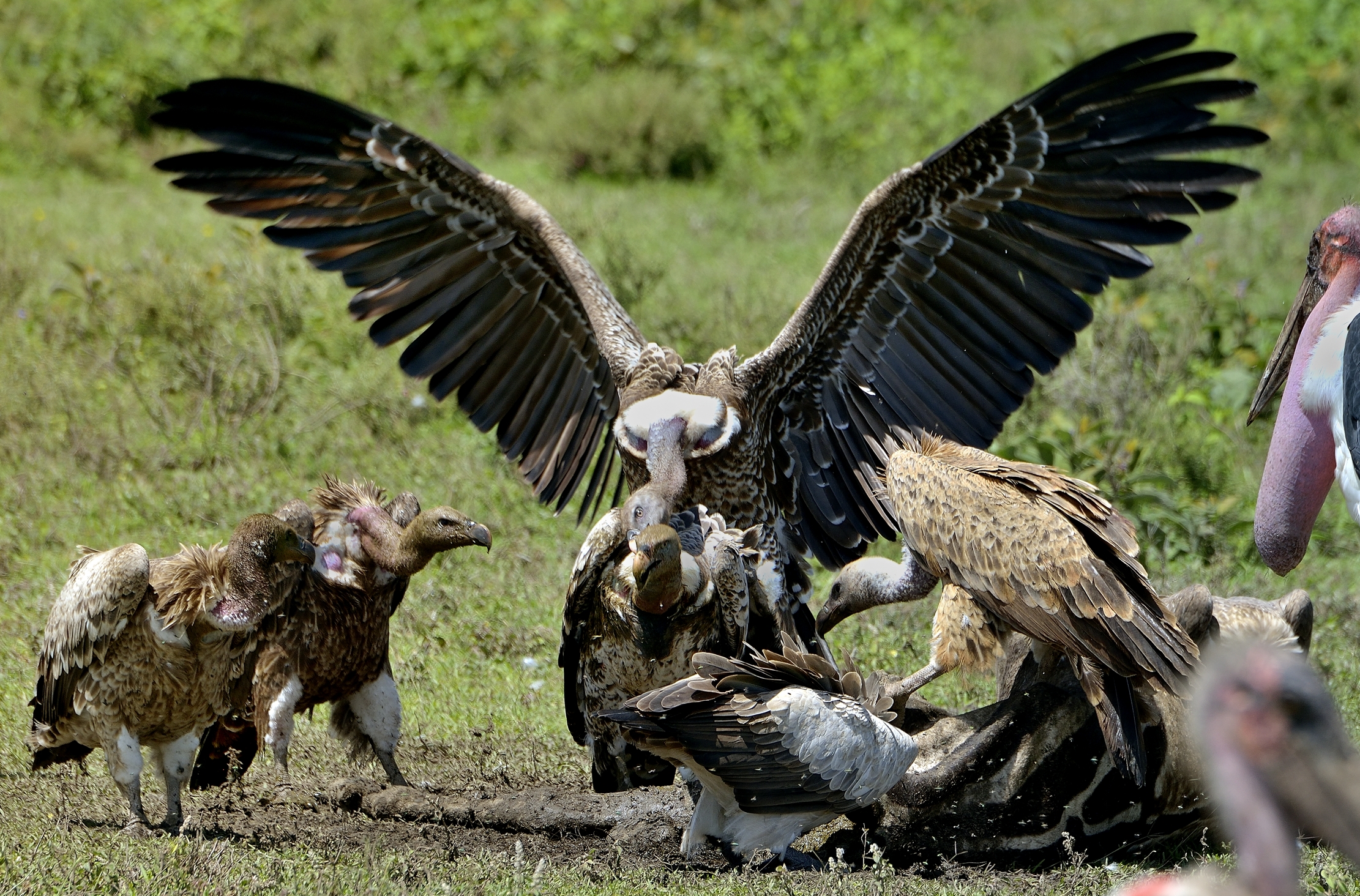 Ngorongoro Coservation Area - Avvoltoi