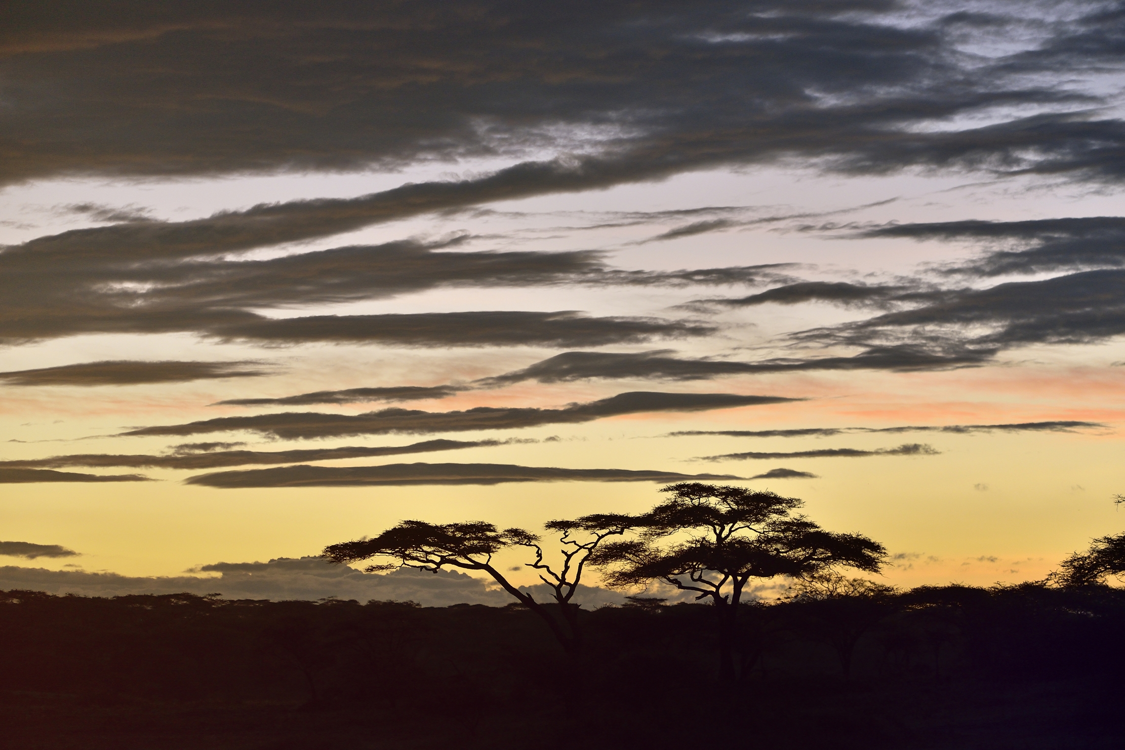 Ngorongoro Coservation Area - Alba
