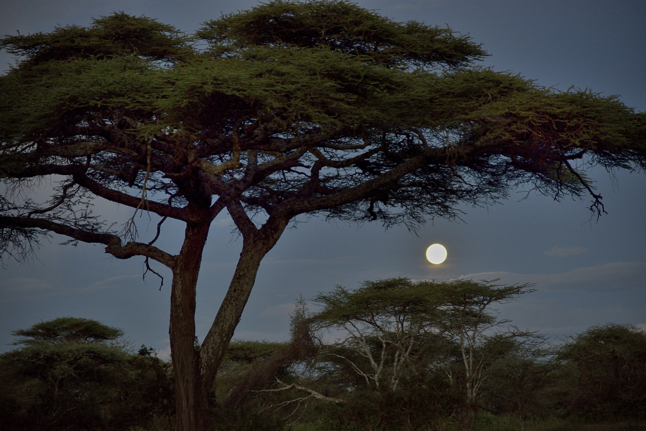 Ngorongoro Coservation Area - Notturna
