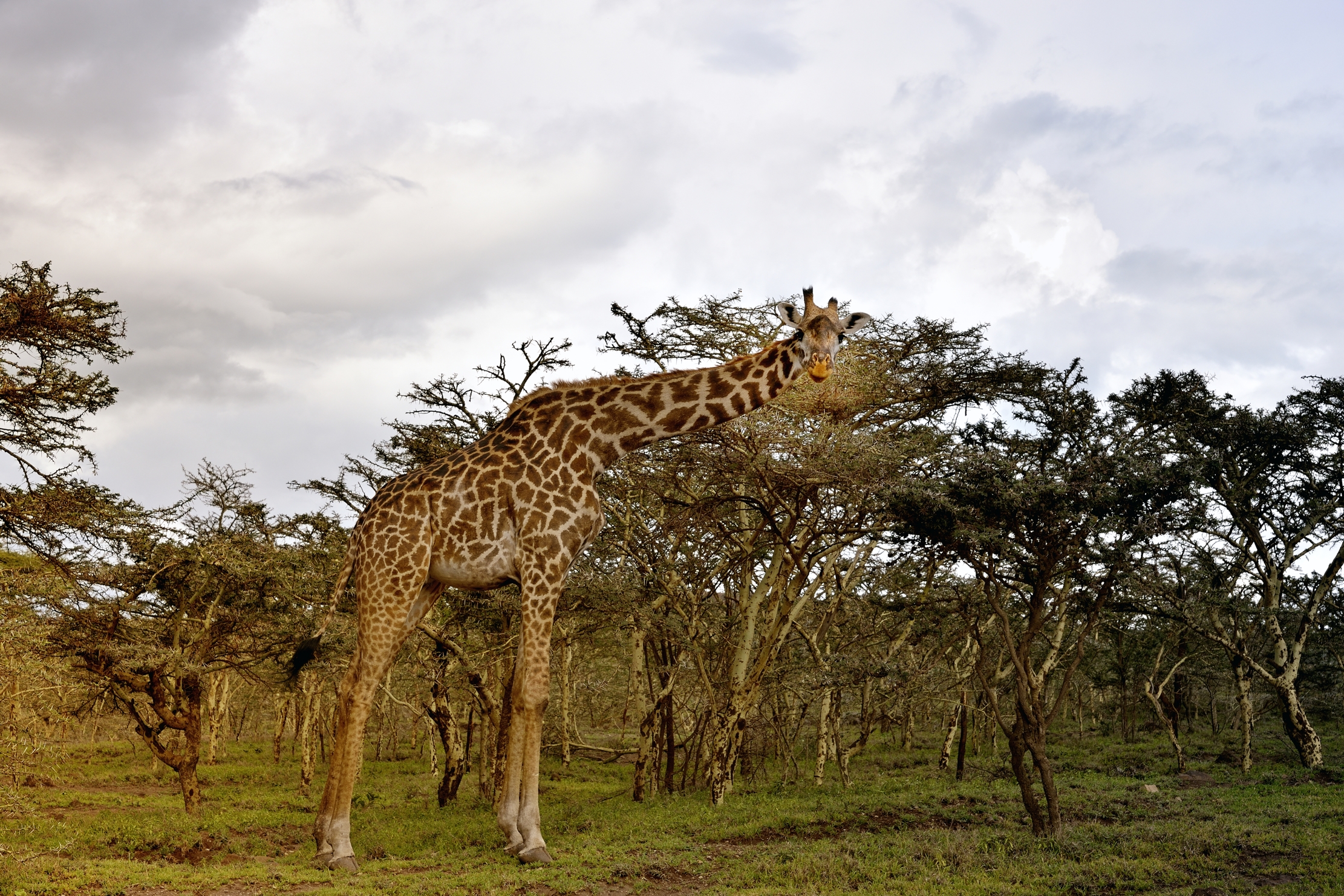 Ngorongoro Coservation Area - Giraffa