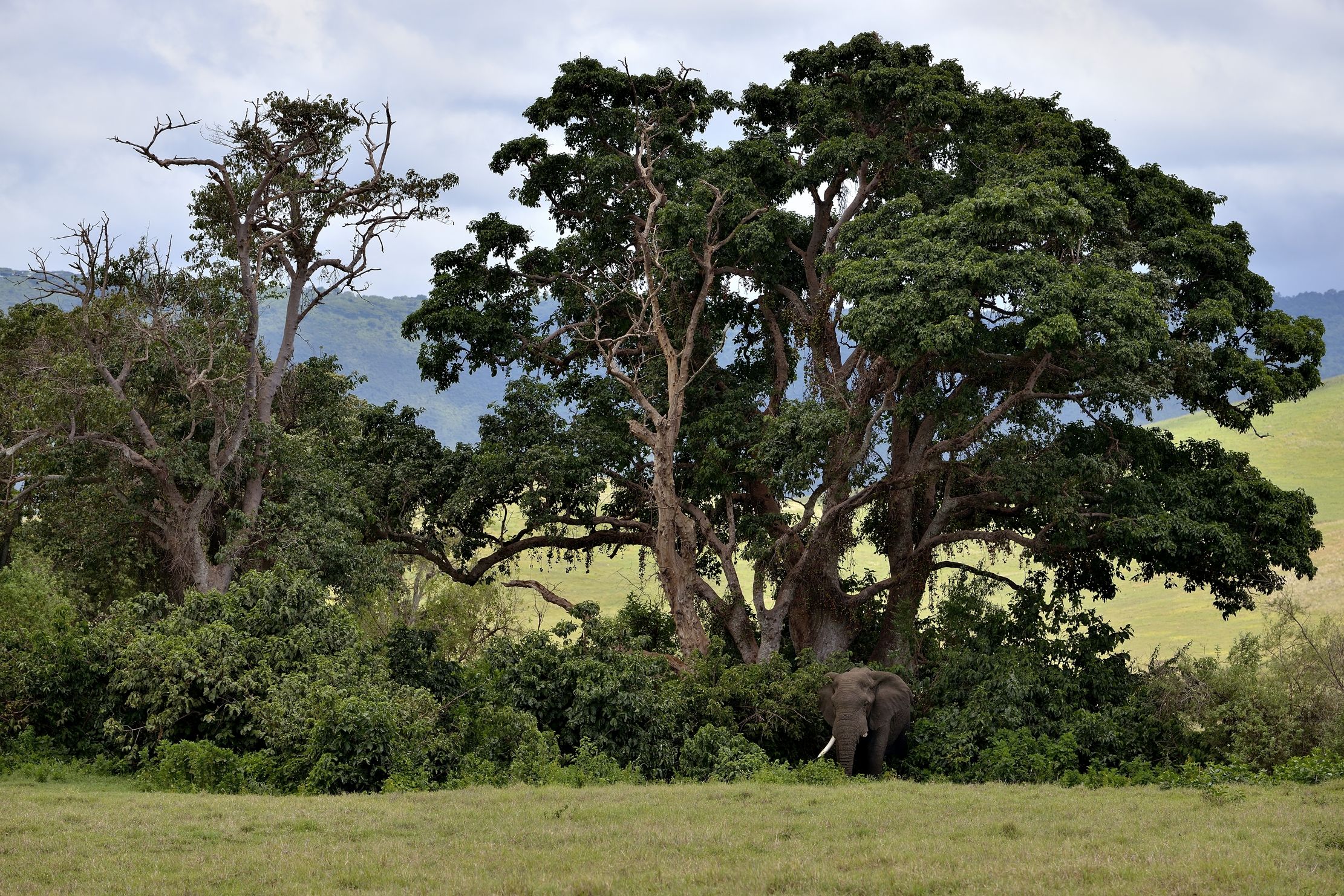 Ngorongoro Crater - Elefante