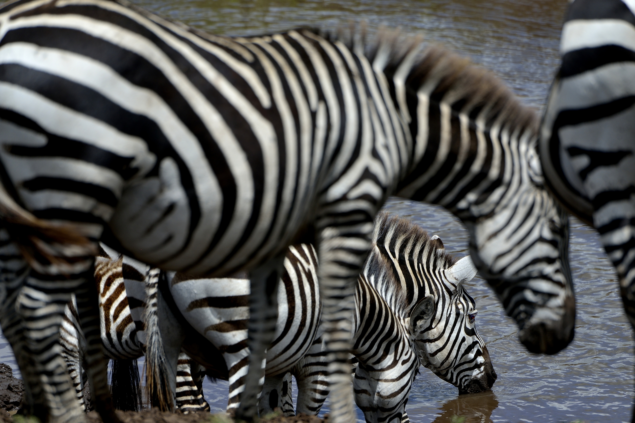 Ngorongoro Crater - Zebre