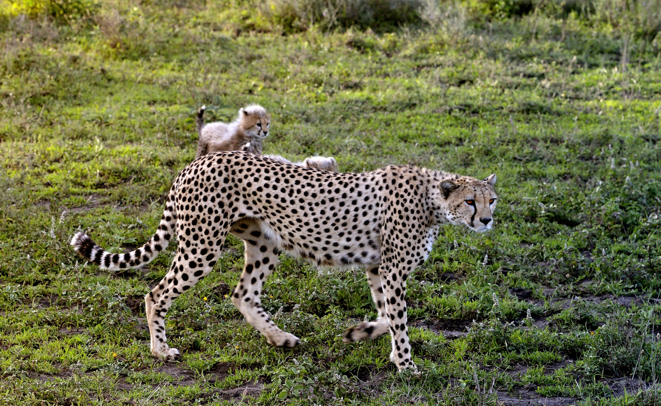Ngorongoro Coservation Area - Ghepardo con cuccioli