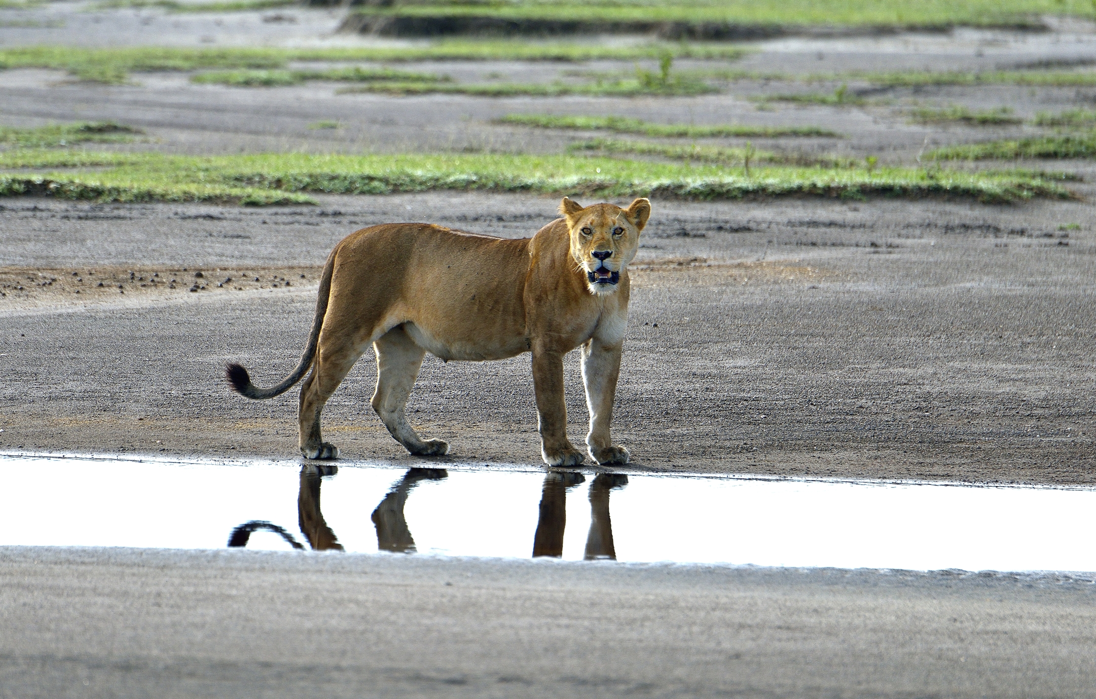 Ngorongoro Cons. Area - Leonessa