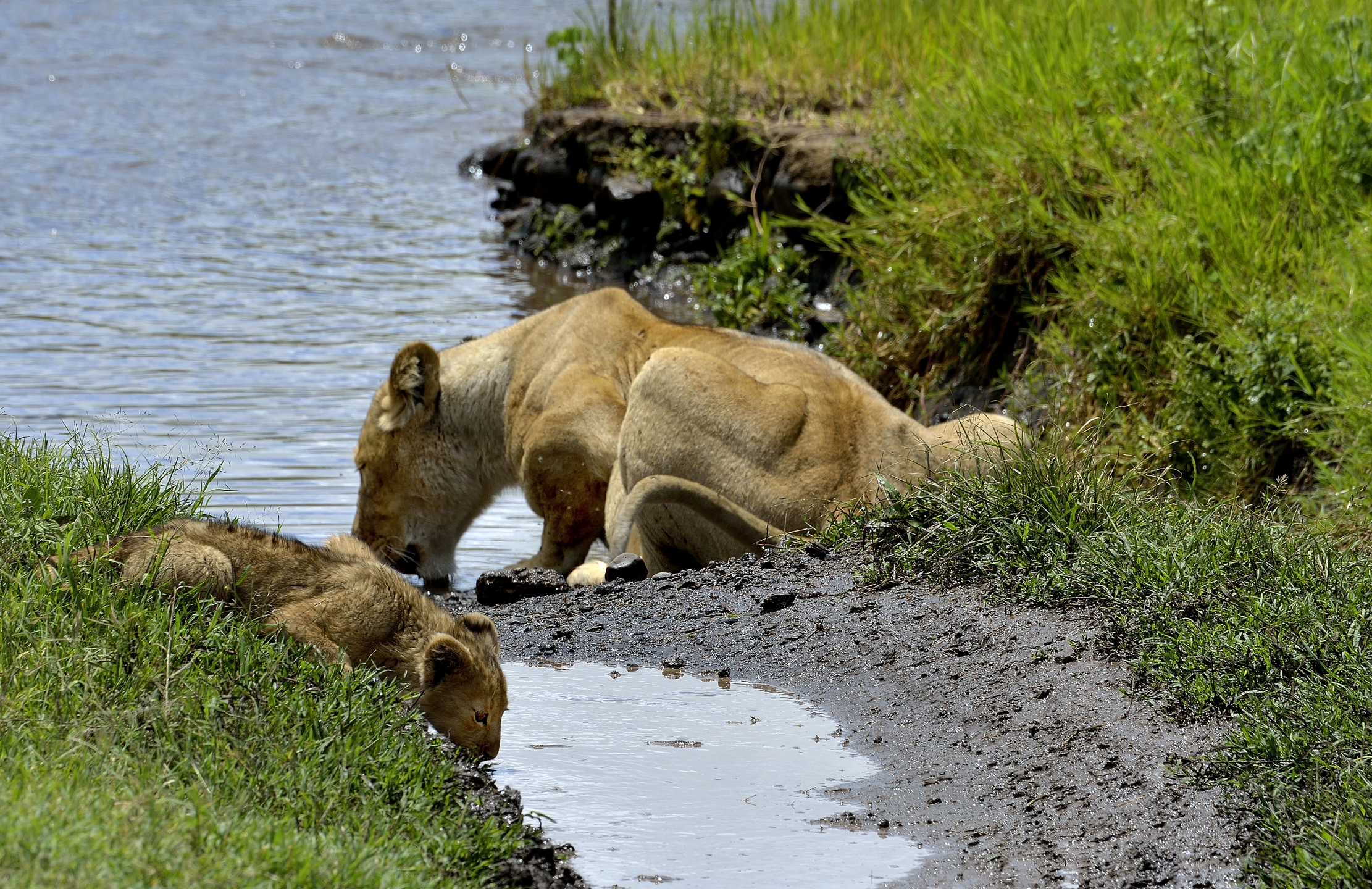 Ngorongoro Crater - Leonessa e cucciolo