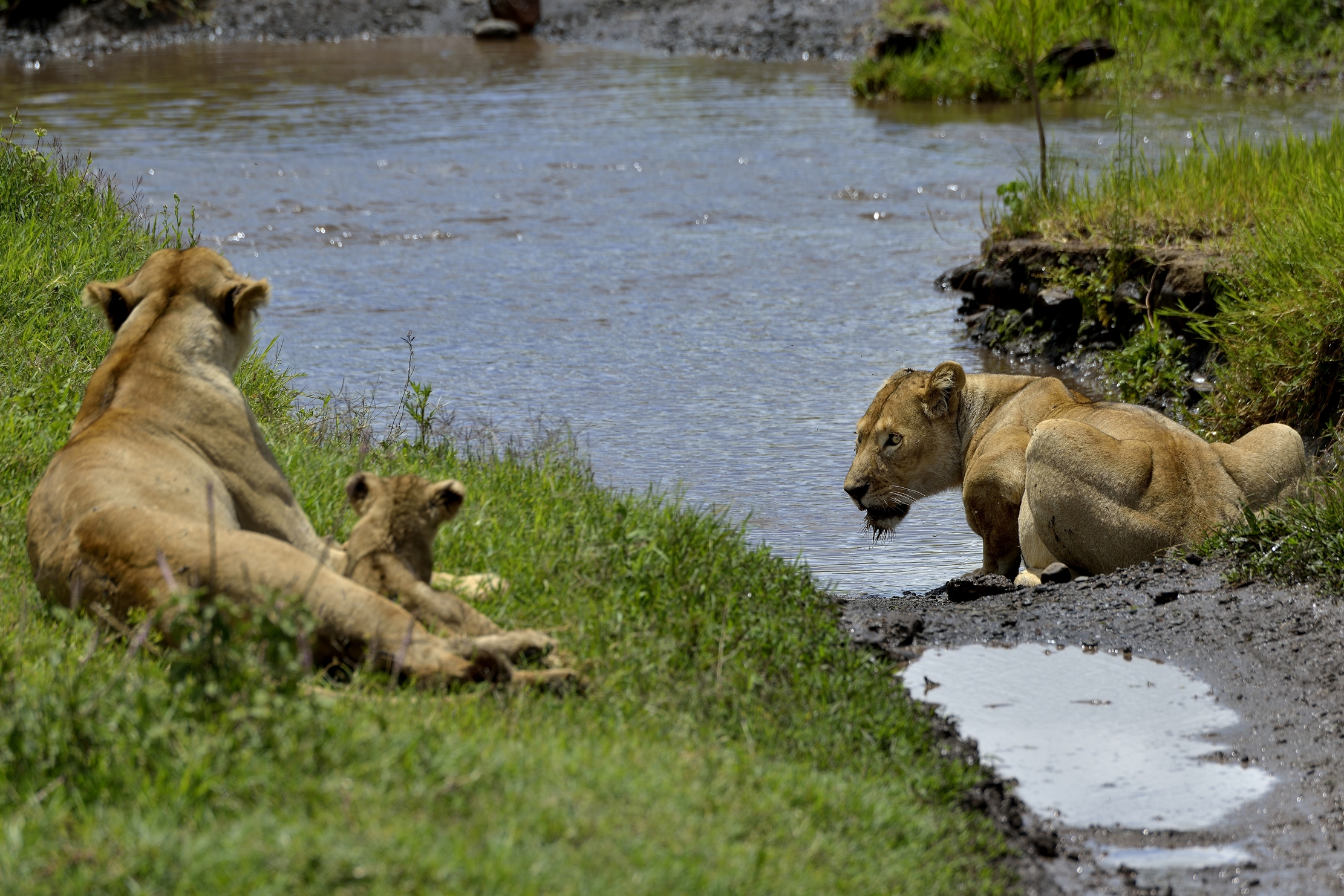 Ngorongoro Crater - Leonesse e cucciolo