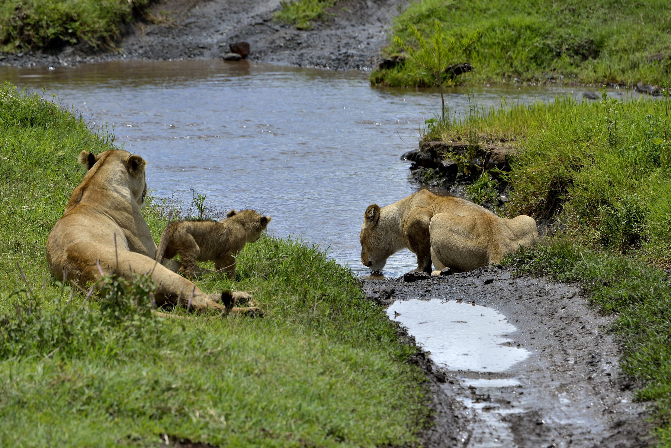 Ngorongoro Crater - Leonesse e cucciolo