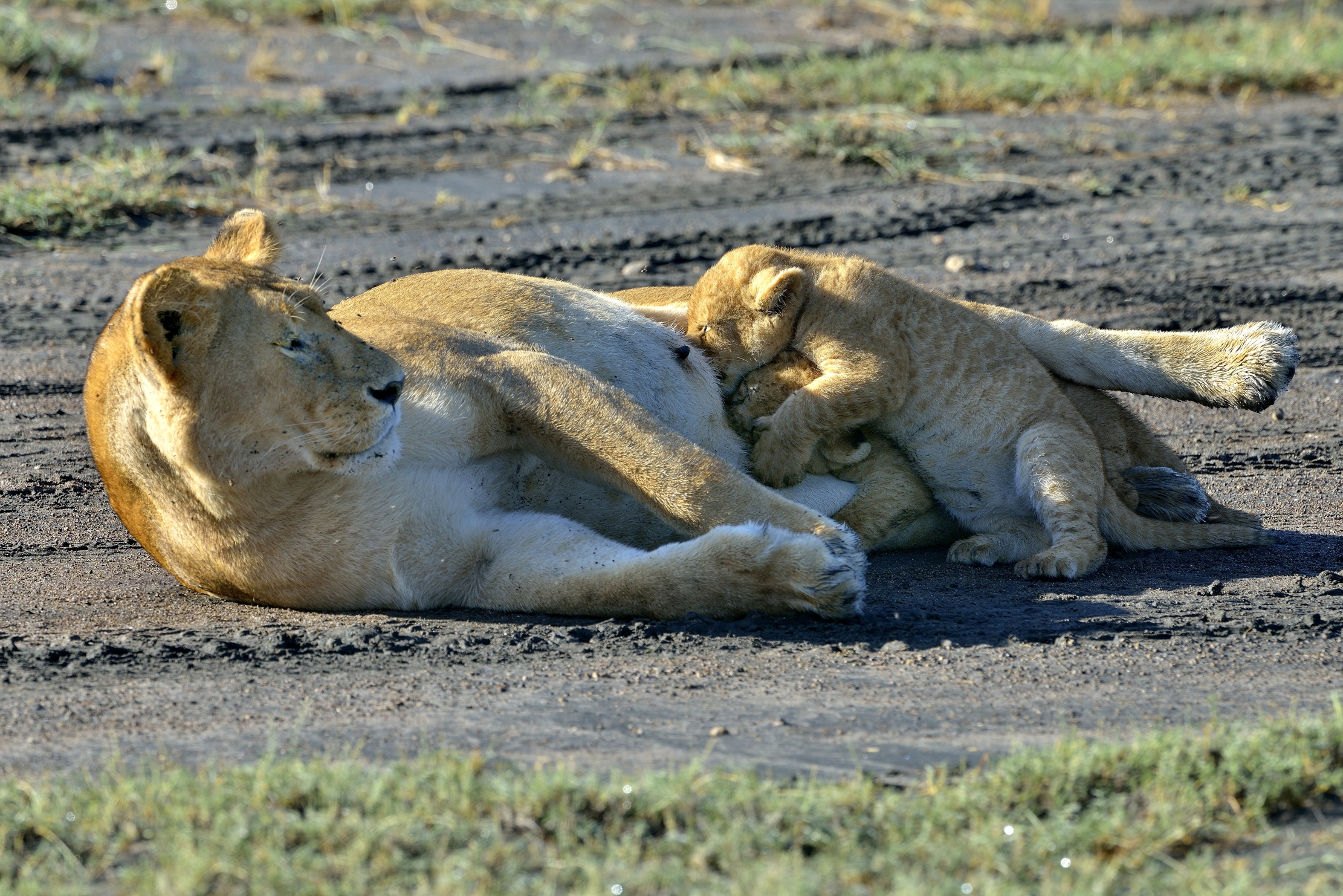 Ngorongoro Cocervation Area - Leonessa con cuccioli