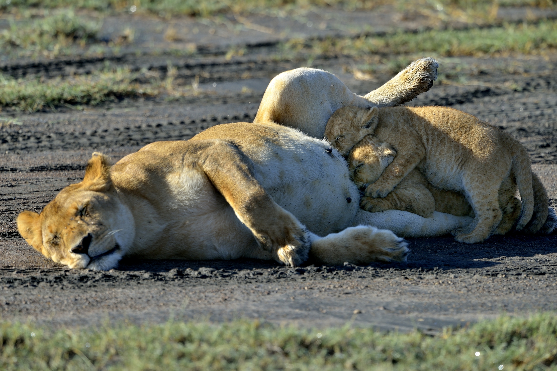 Ngorongoro Cocervation Area - Leonessa con cuccioli