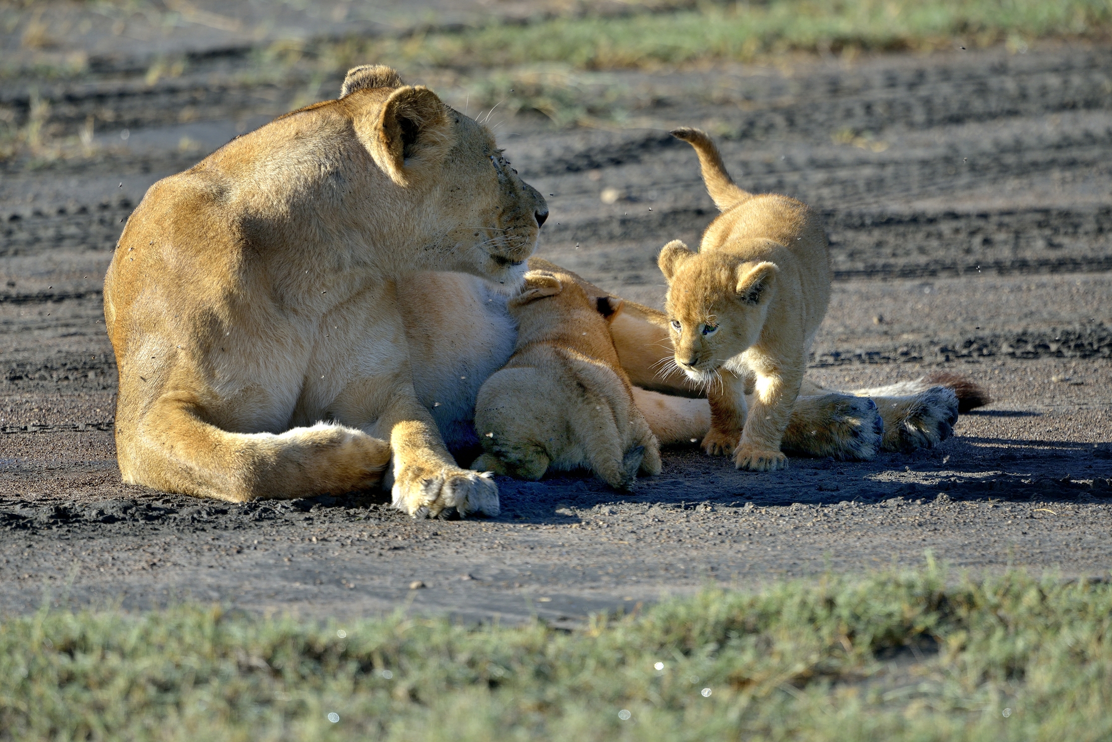 Ngorongoro Cocervation Area - Leonessa con cuccioli