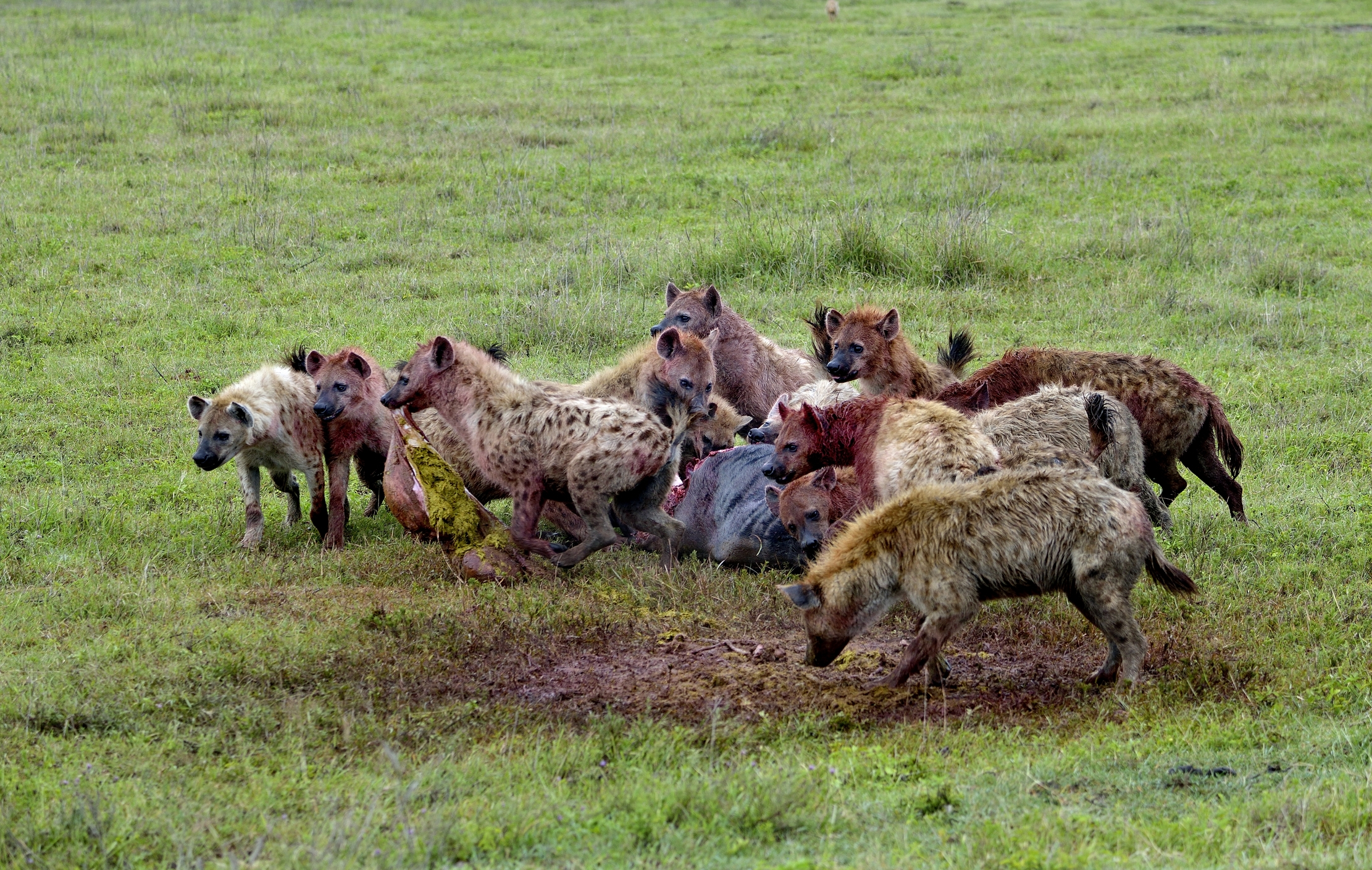 Iene mangiano  uno gnu
