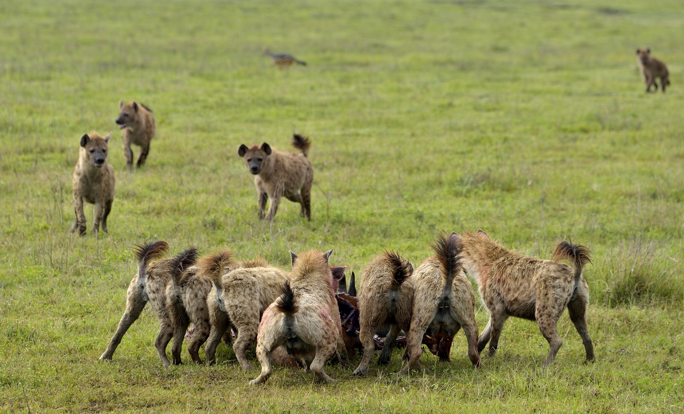 Iene si accalcano per mangiare  uno gnu