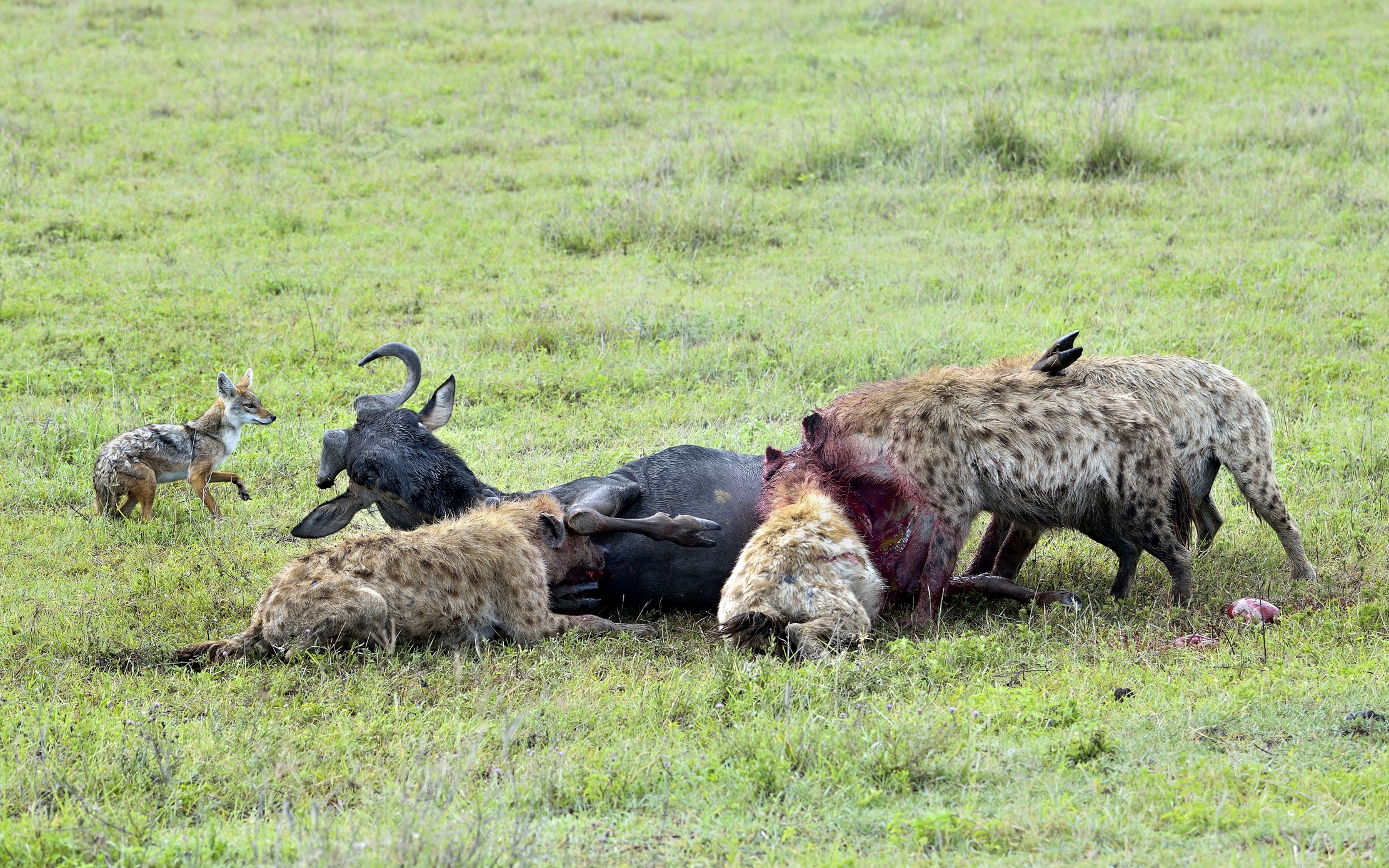 Iene  mangiano uno gnu ancora vivo
