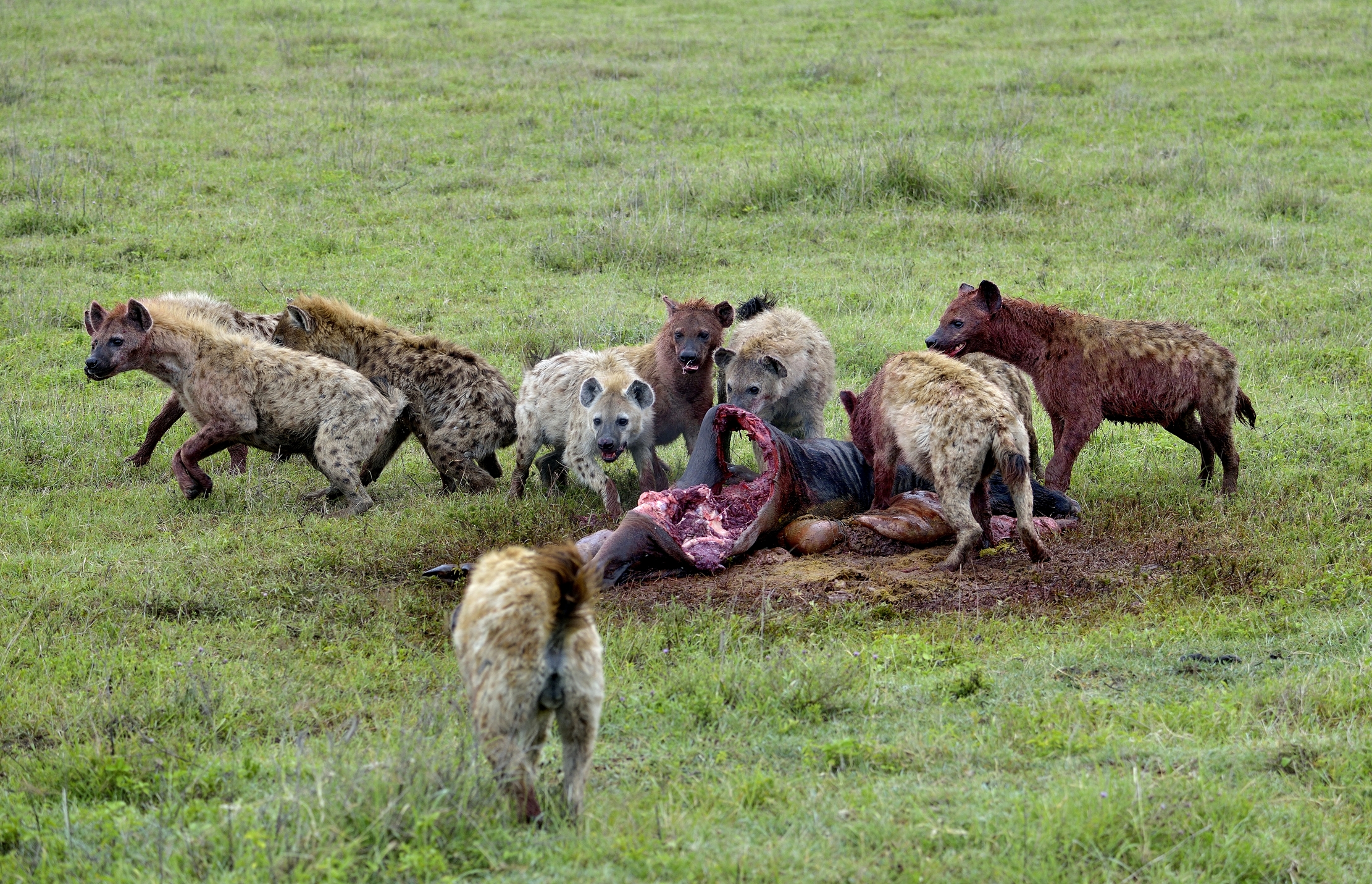 Iene mangiano  uno gnu