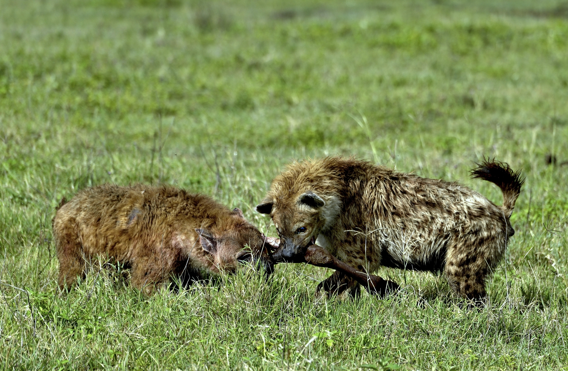 Iene si contendono una zampa di gnu