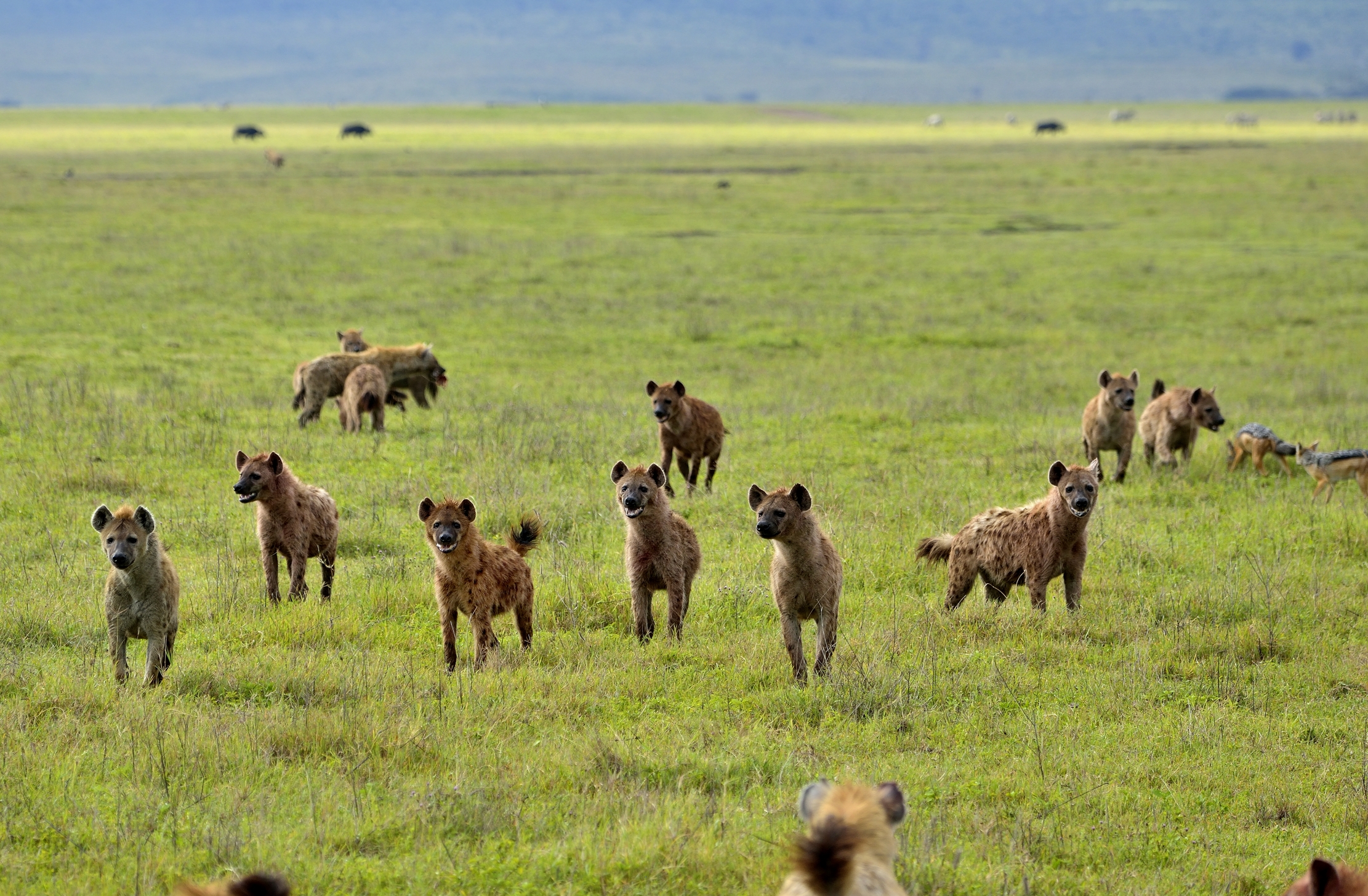 Iene si affollano attorno ad una preda catturata