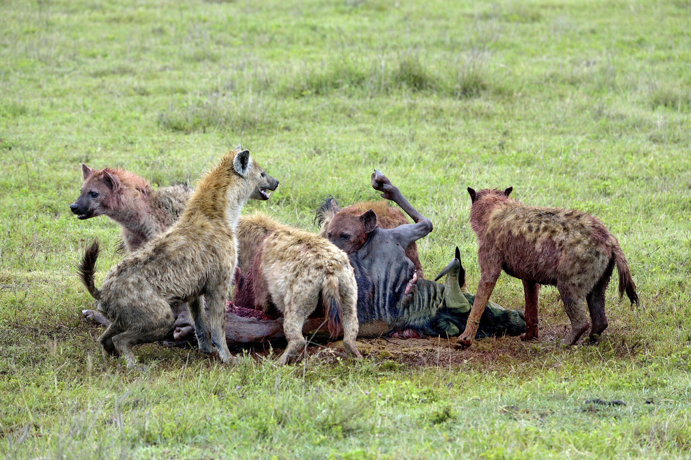 Iene  mangiano  uno gnu