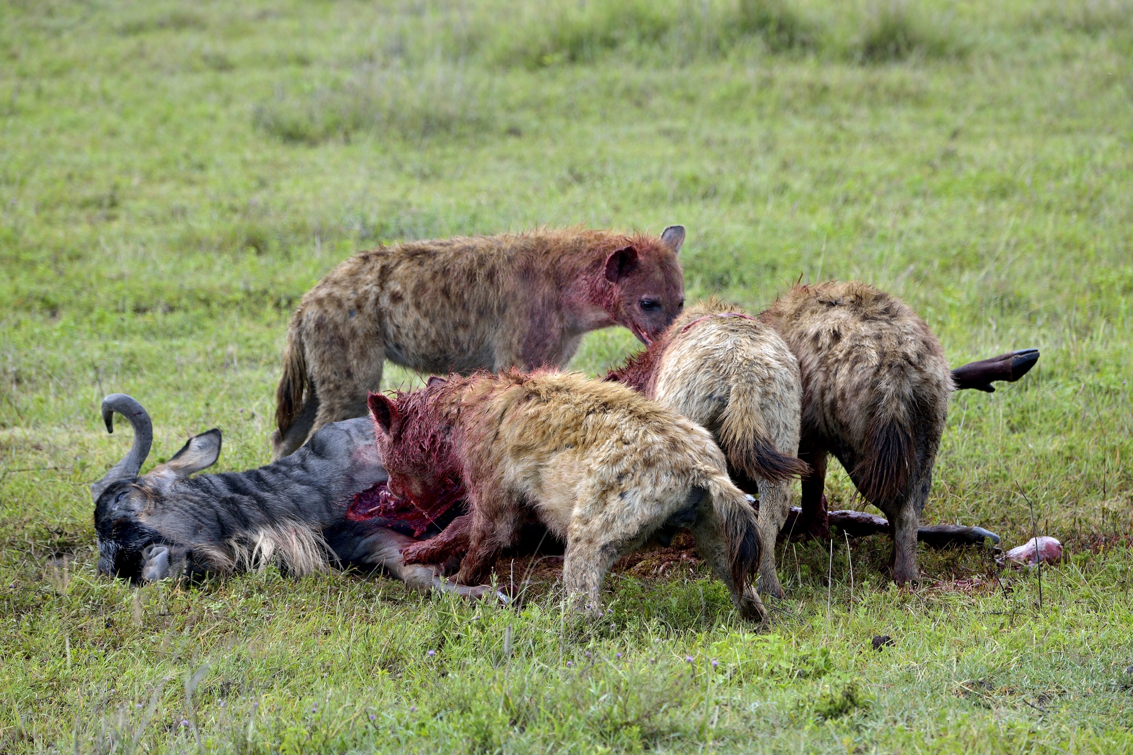 Iene  mangiano  uno gnu