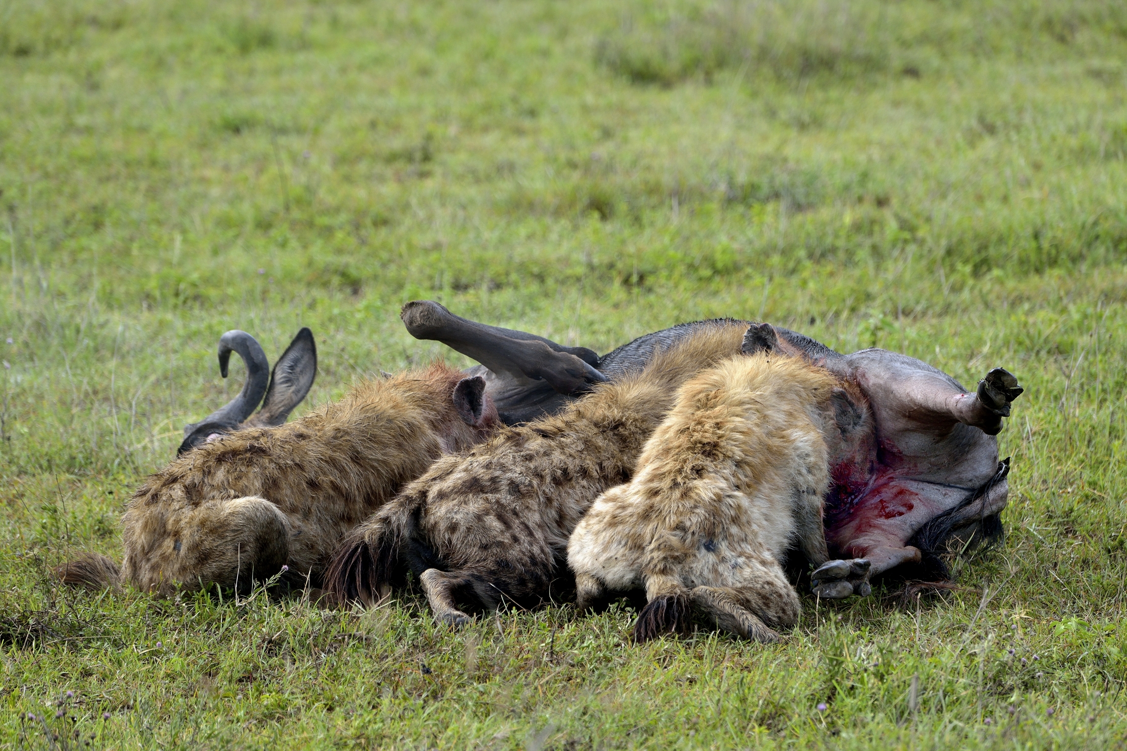 Iene  mangiano  uno gnu ancora vivo
