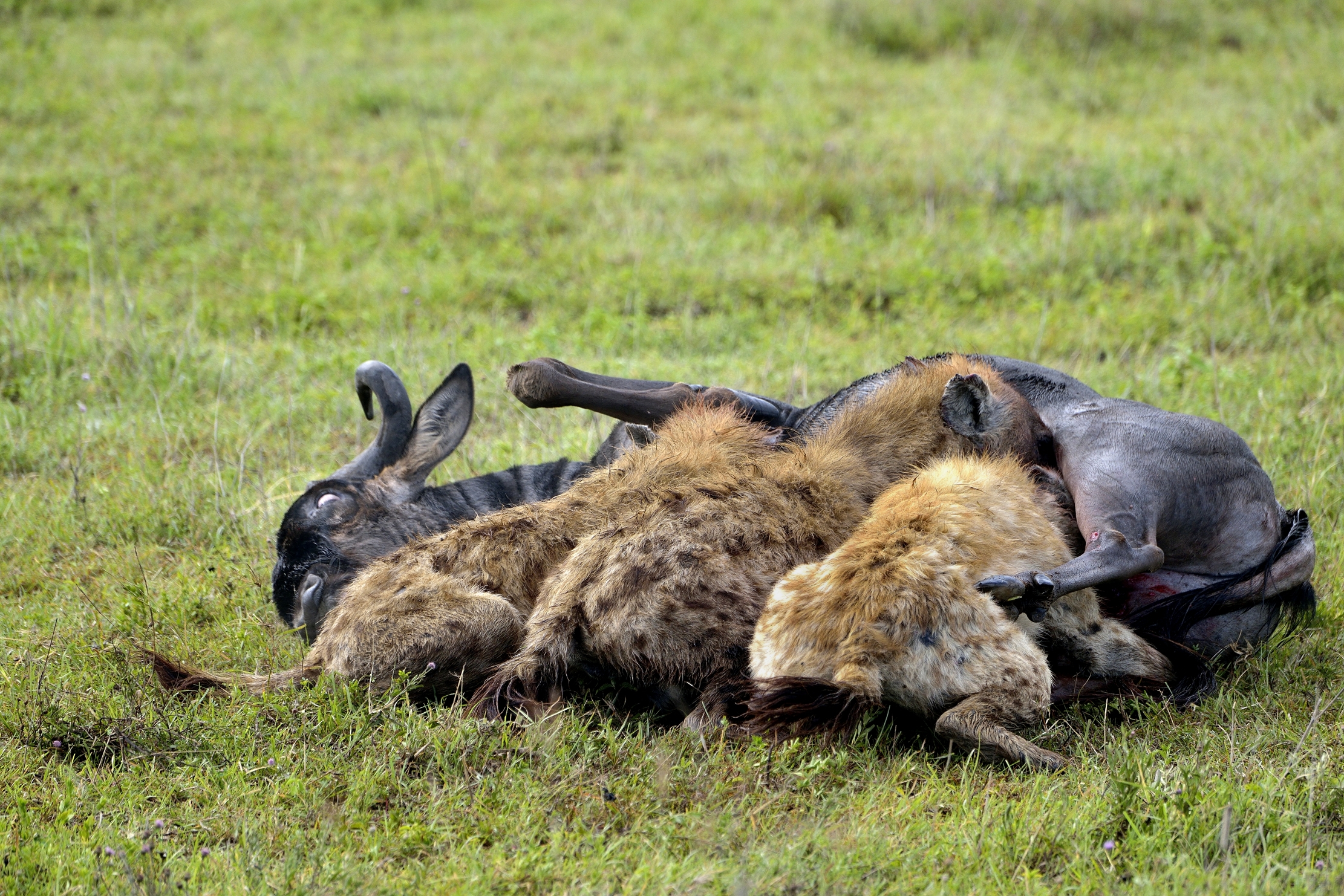 Iene  mangiano  uno gnu  ancora vivo