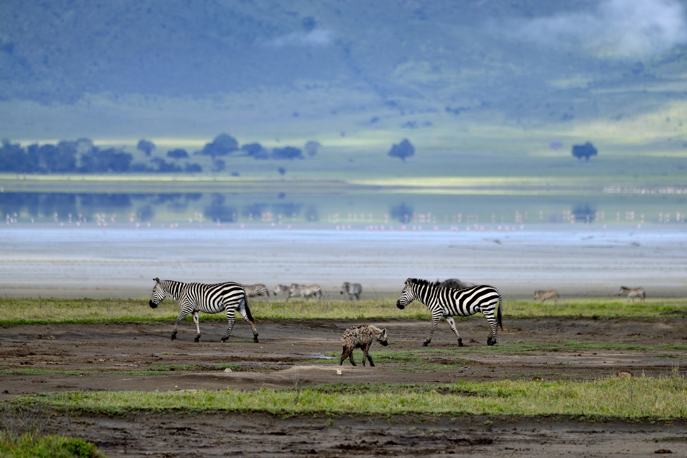 Iena nel paesaggio del Ngorongoro Crater