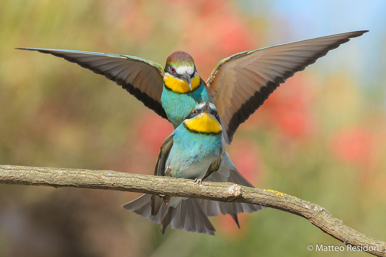 Gruccioni (accoppiamento)