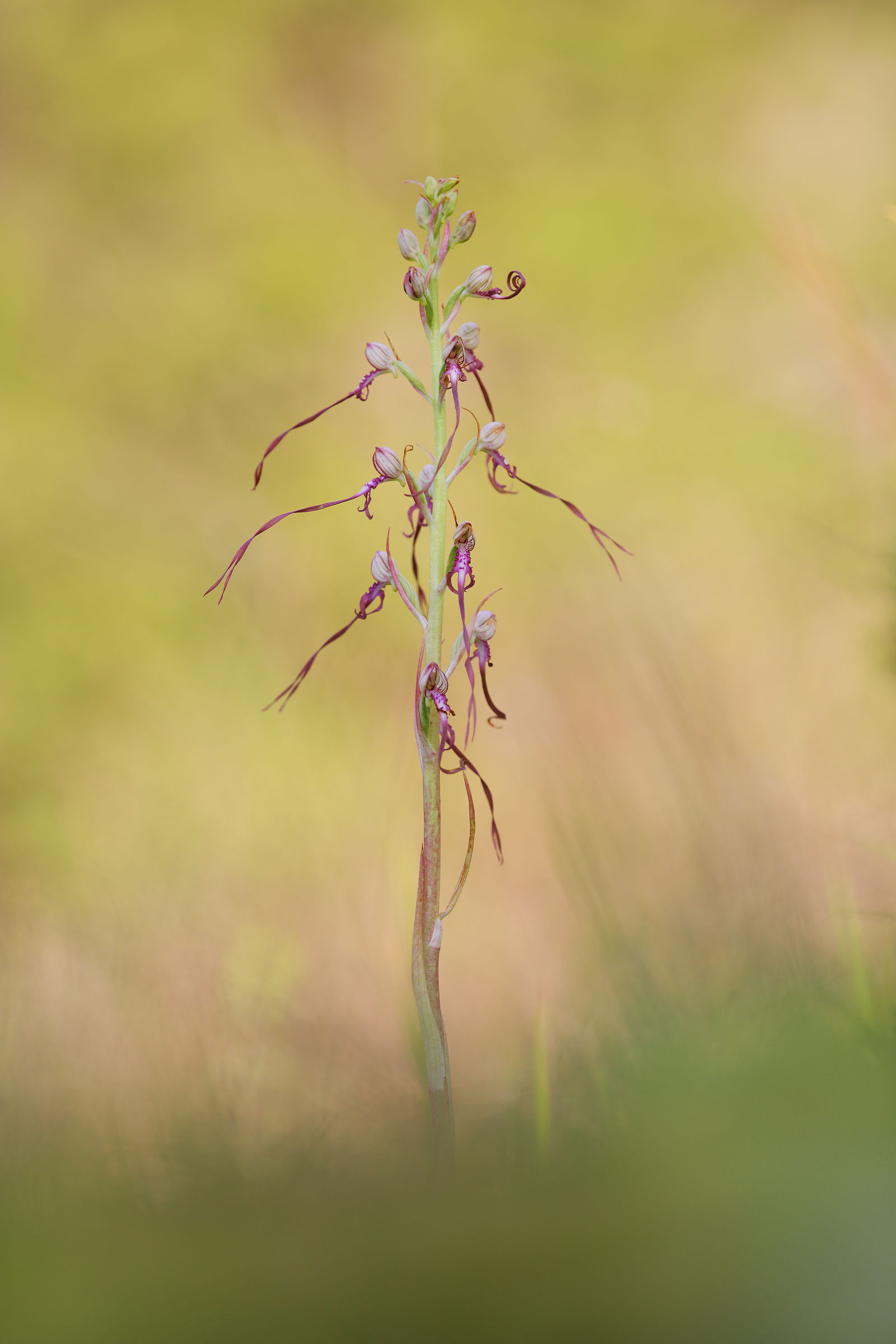Himantoglossum adriaticum