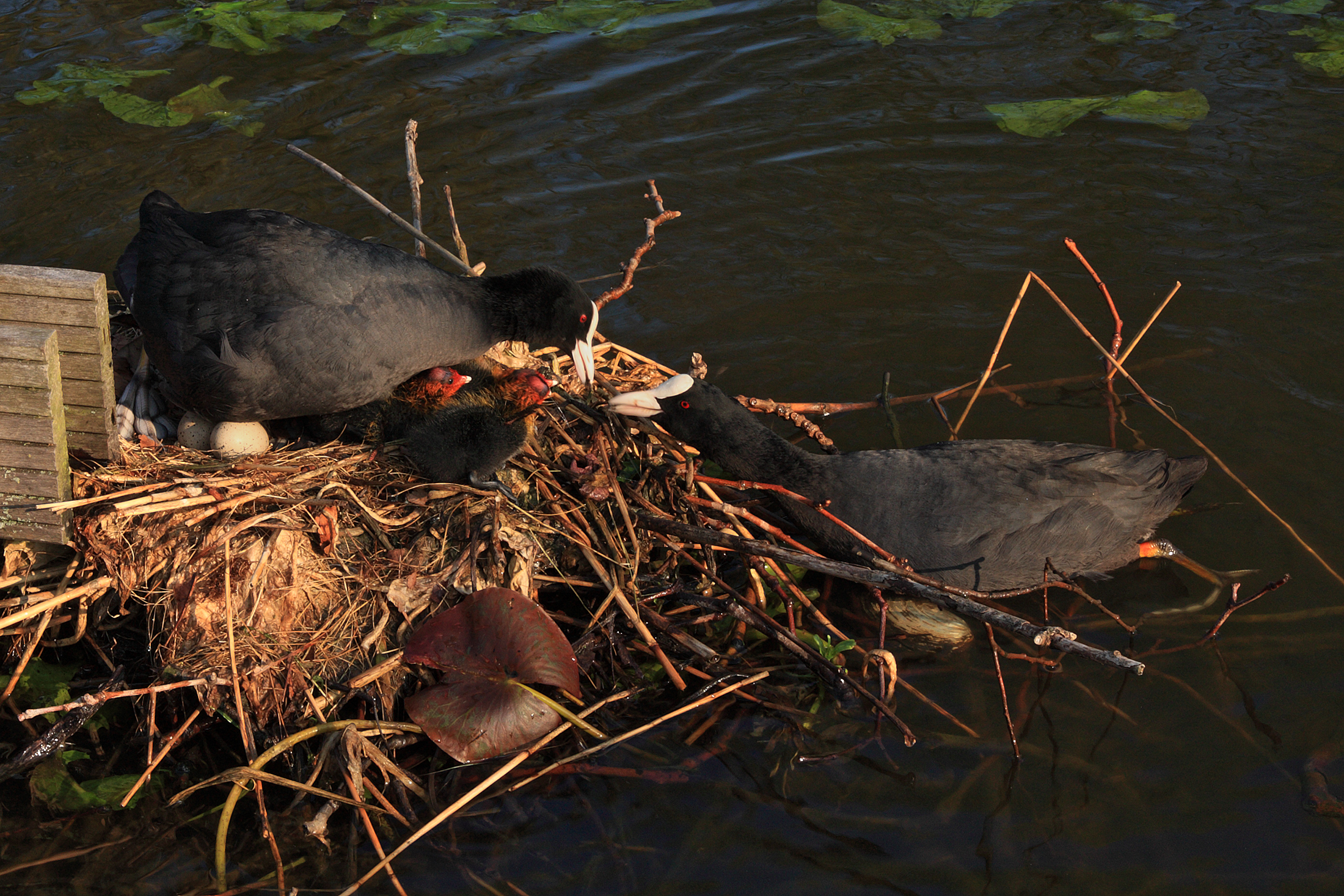 The little family (including eggs .....)