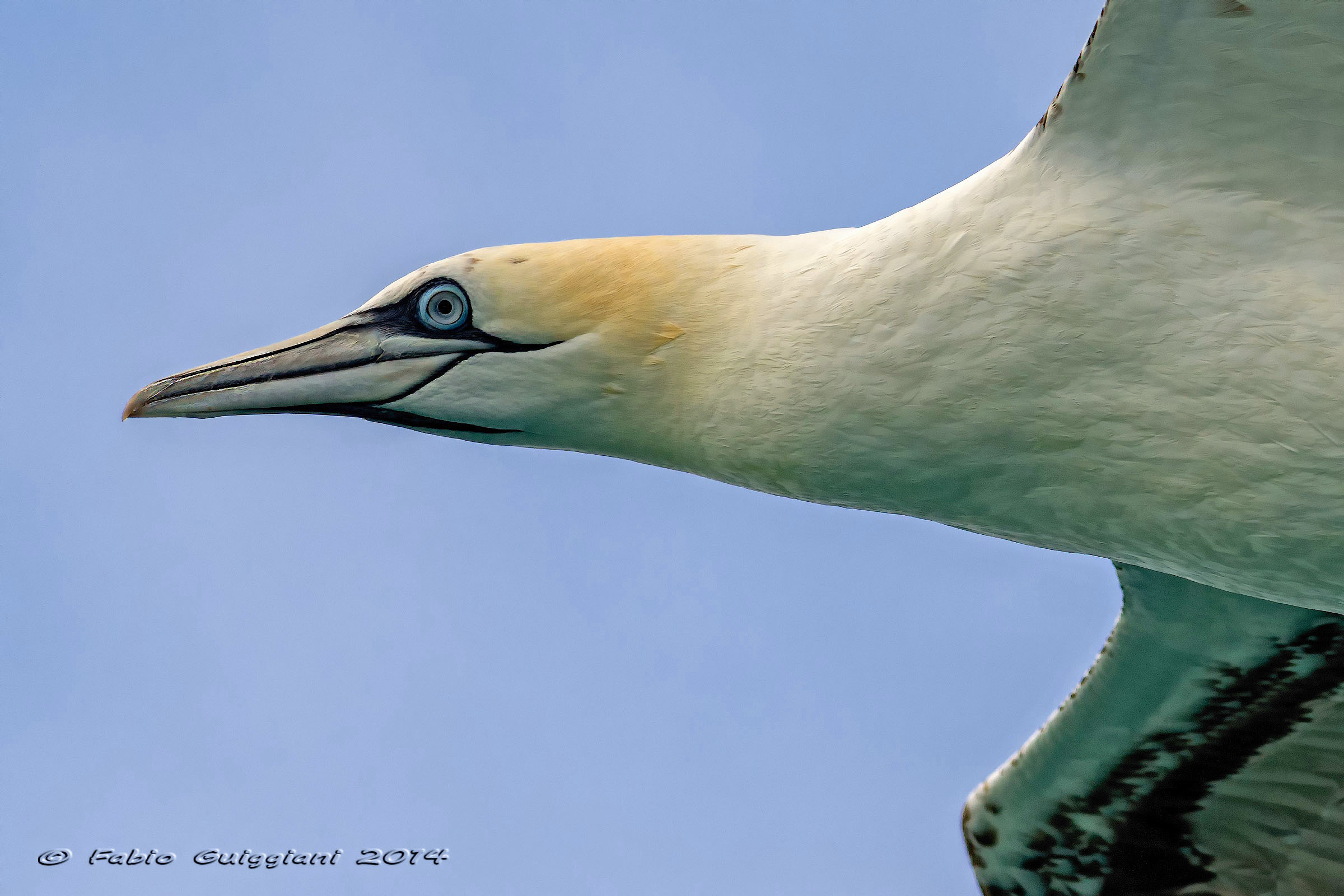 Sula - Northern Gannet