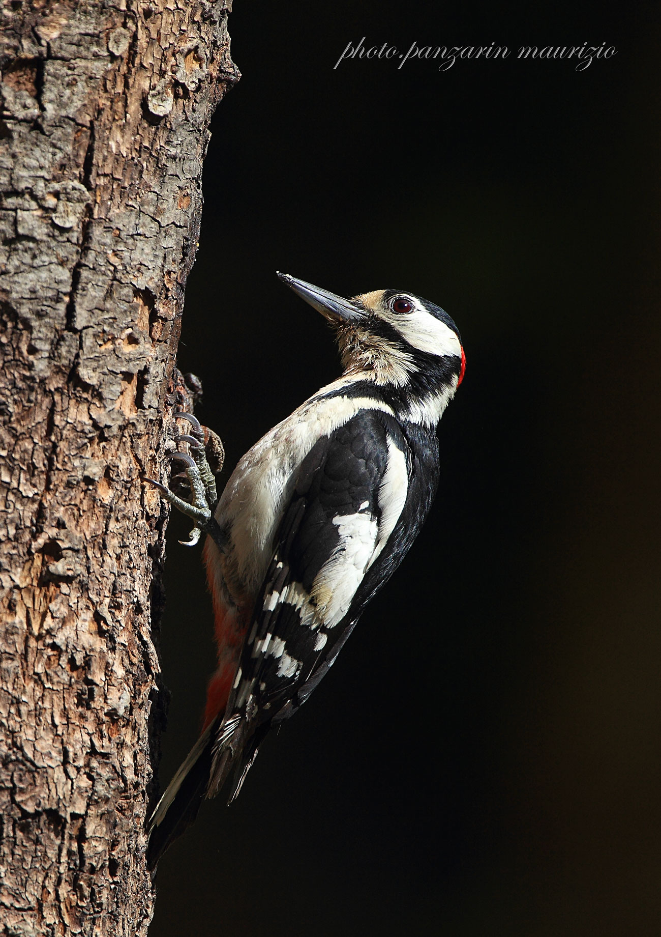 woodpecker