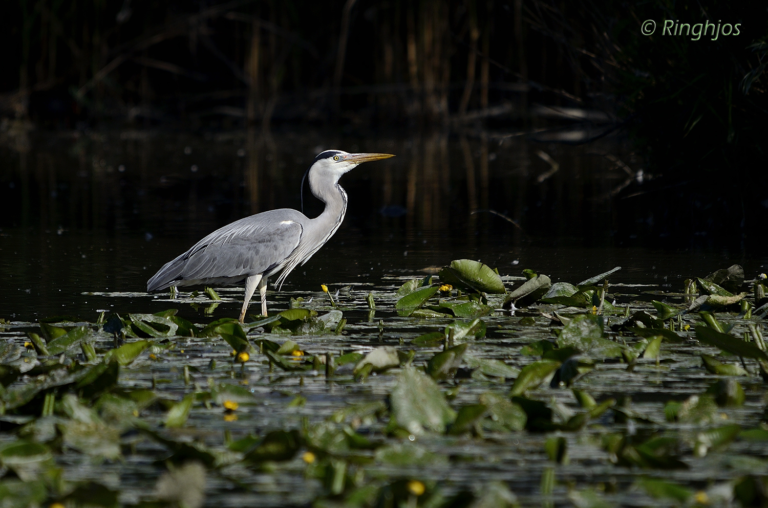 Grey Heron
