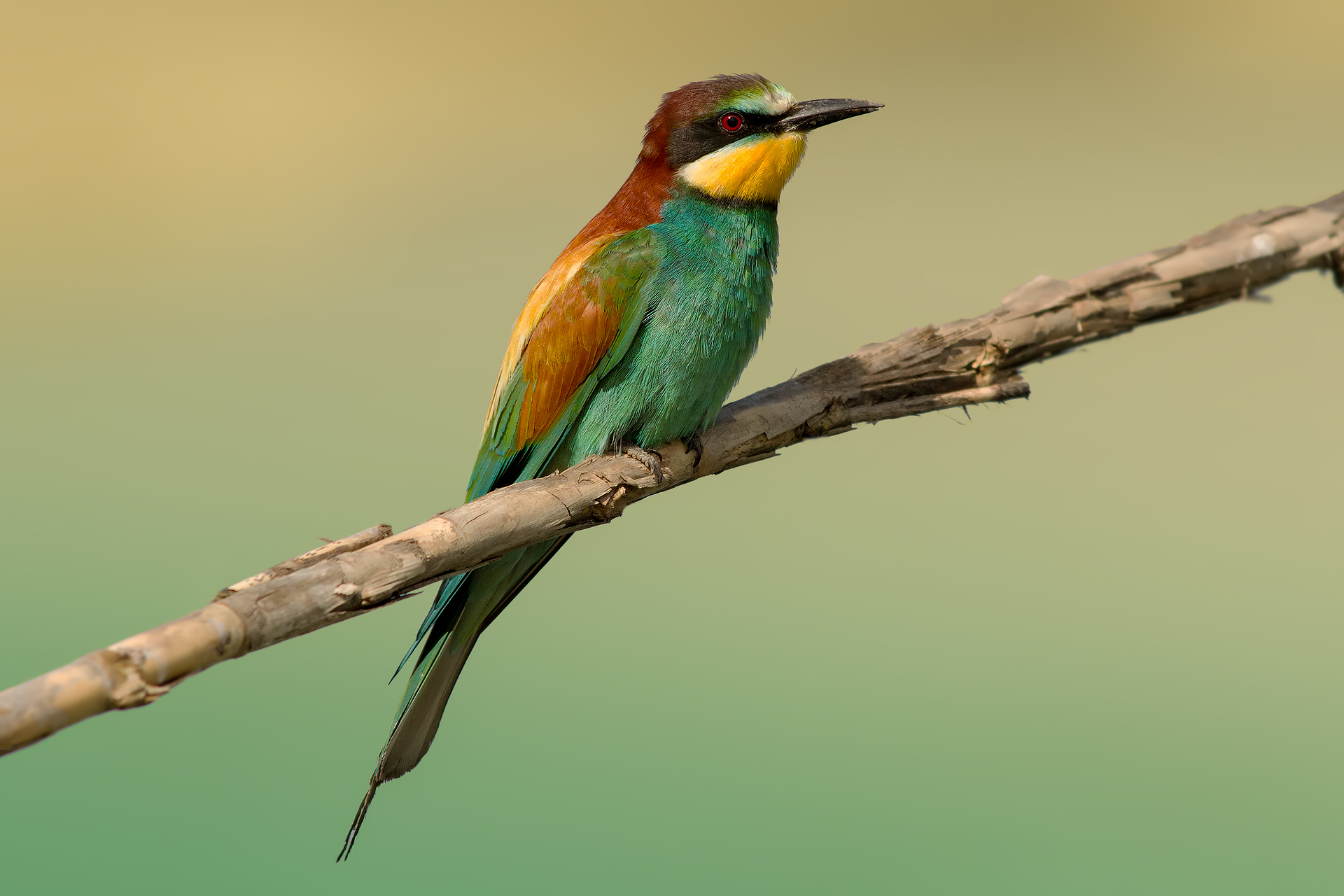 Merops apiaster