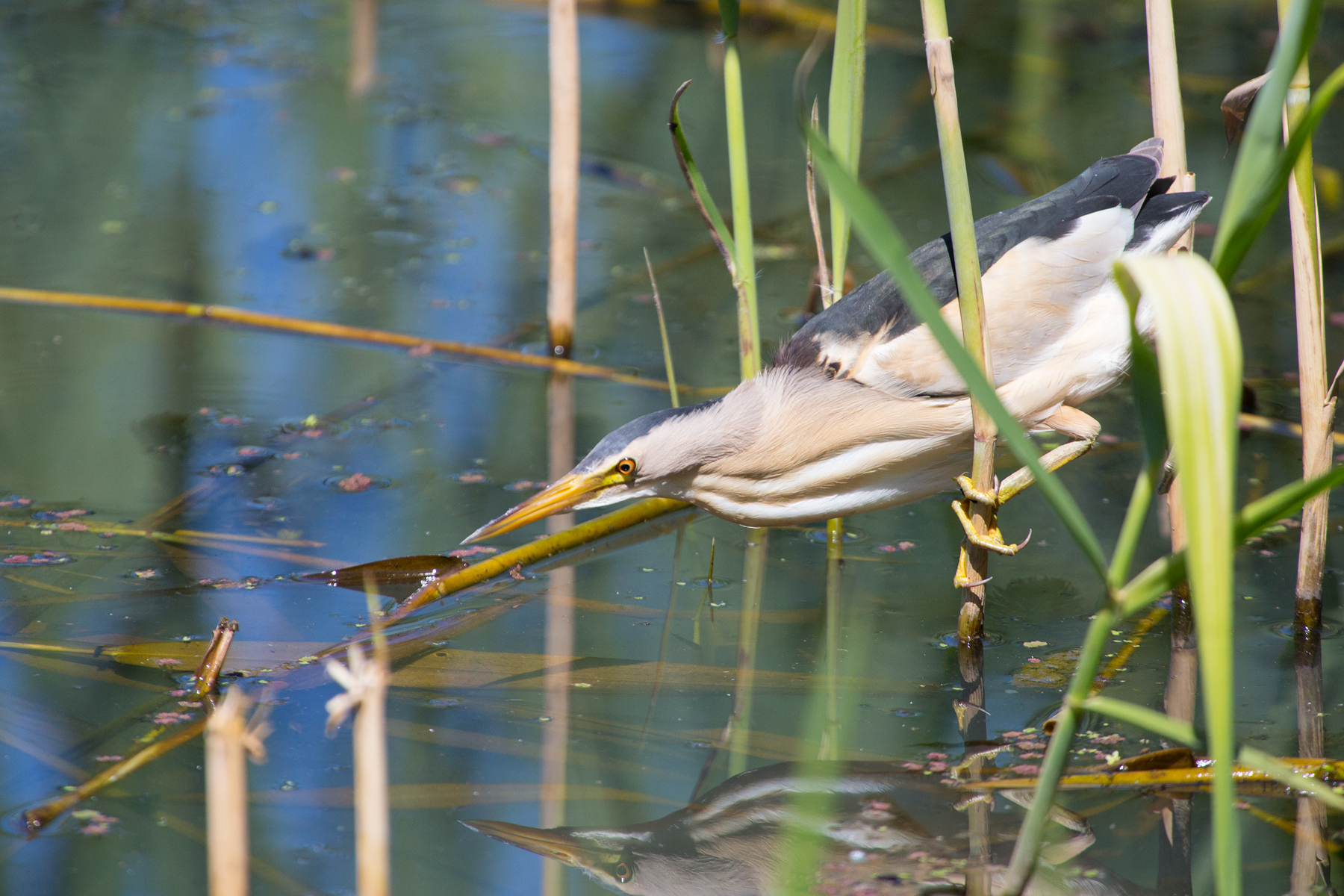 Bittern hunting