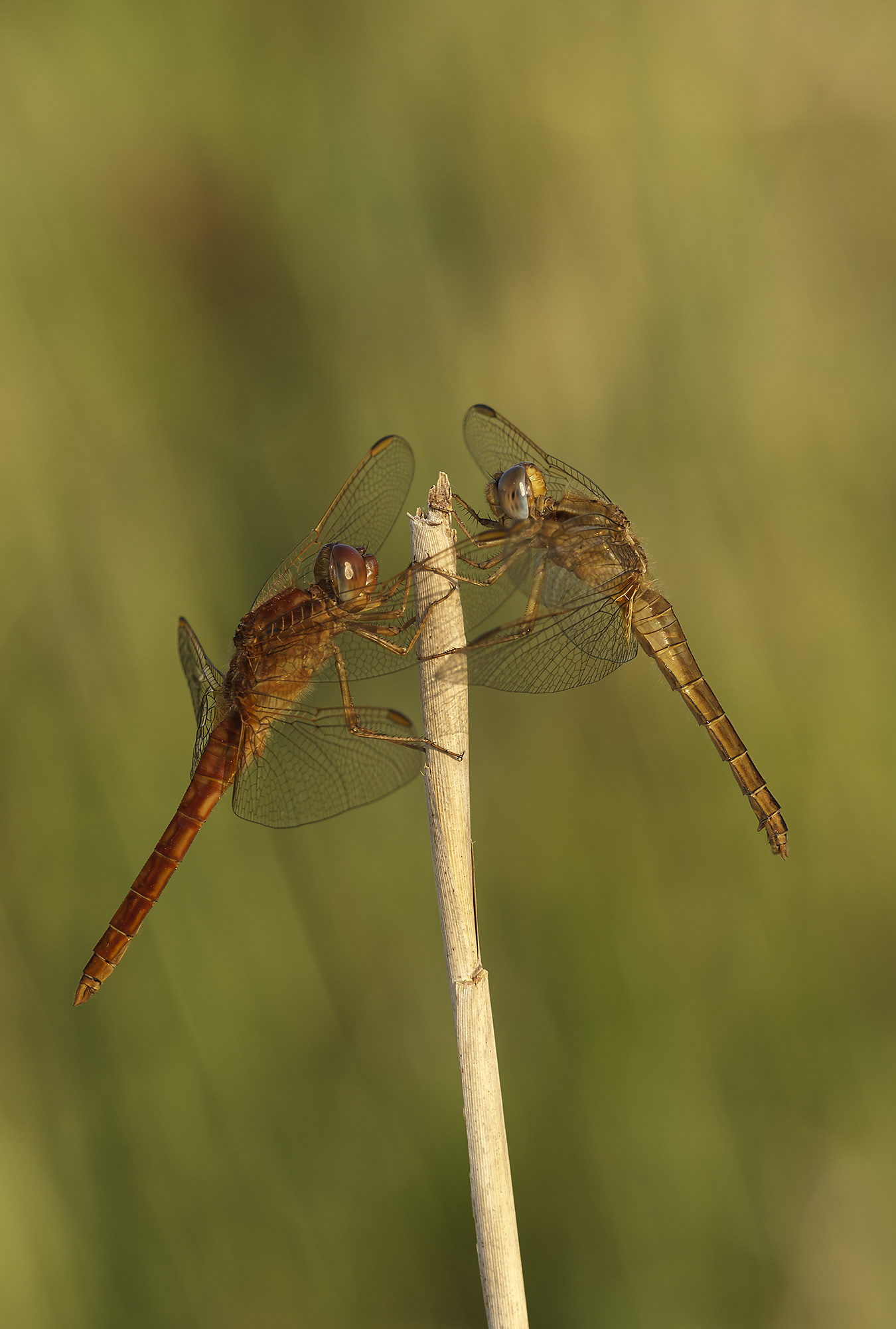 Dragonflies