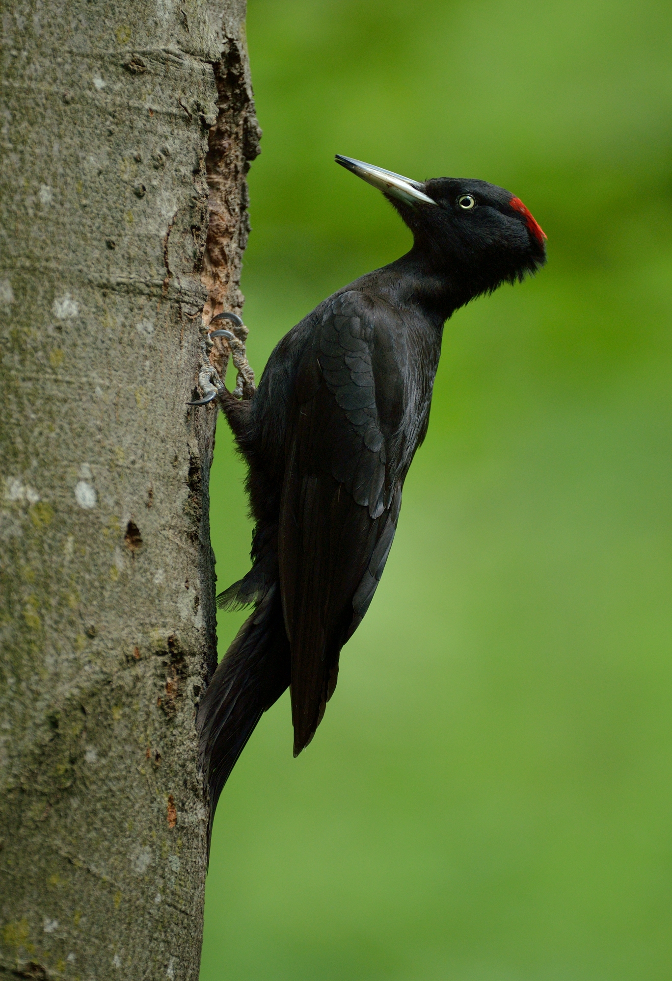 Black Woodpecker female